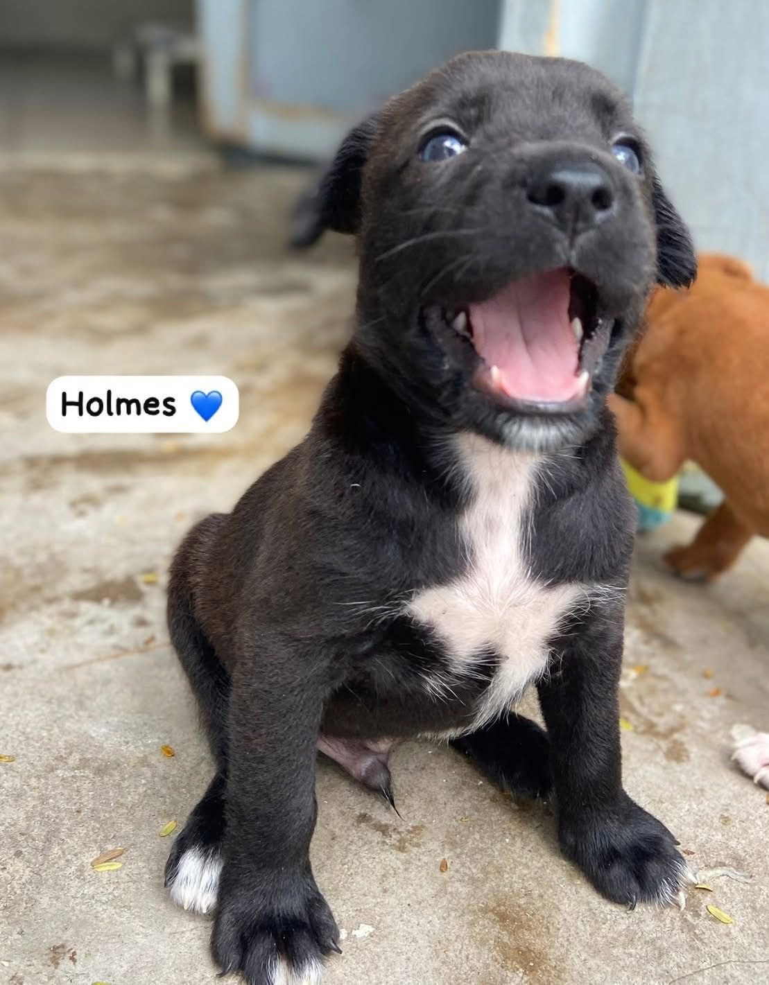 Photo of Holmes