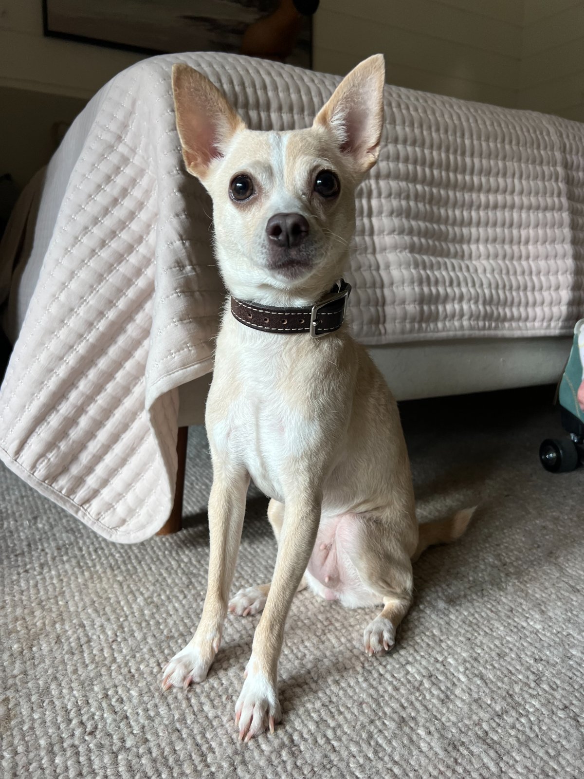 Photo of Honeydew
