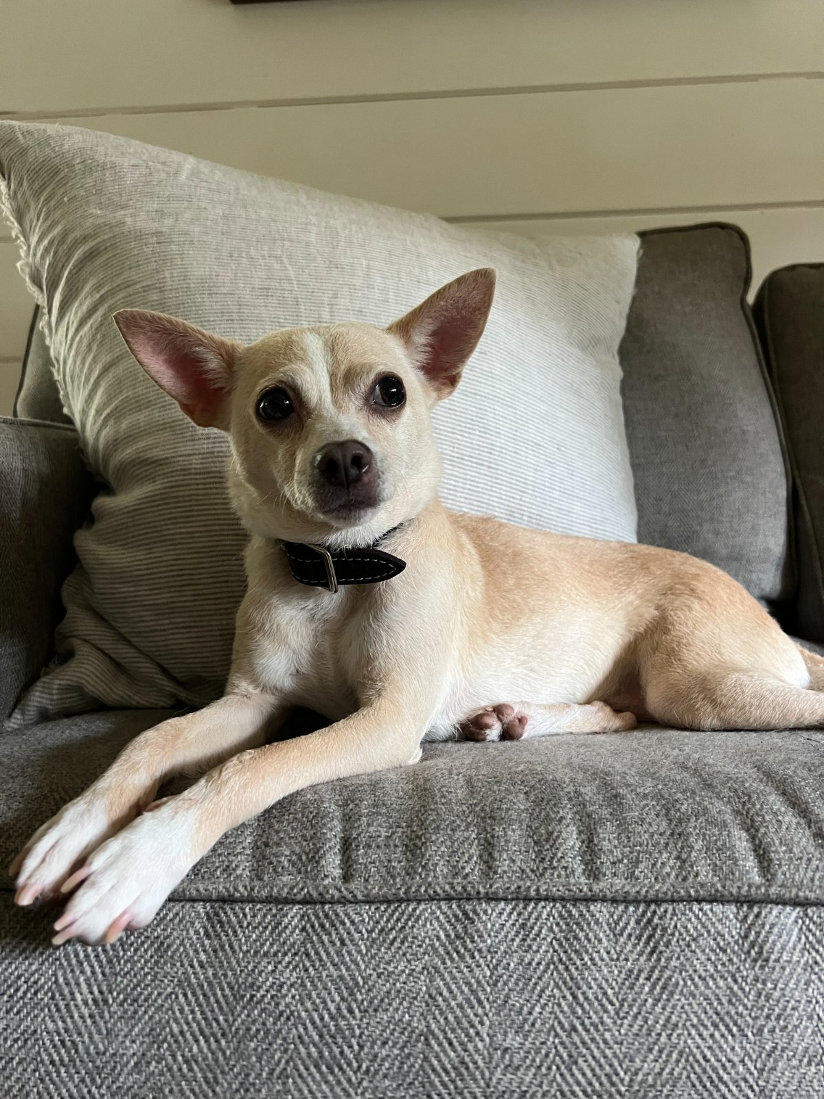 Photo of Honeydew