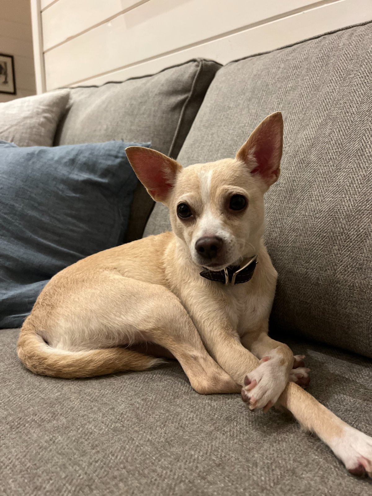 Photo of Honeydew