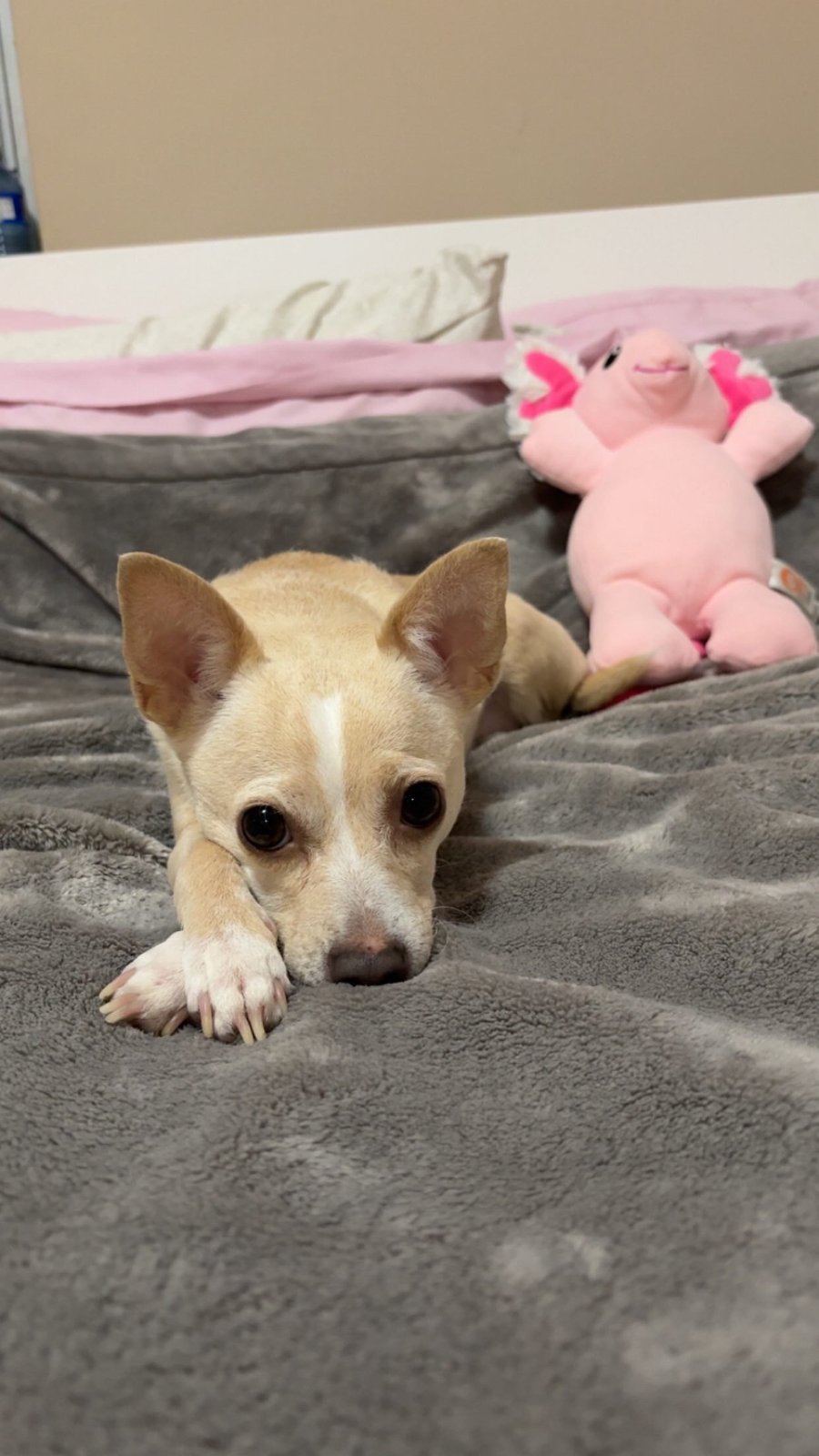 Photo of Honeydew