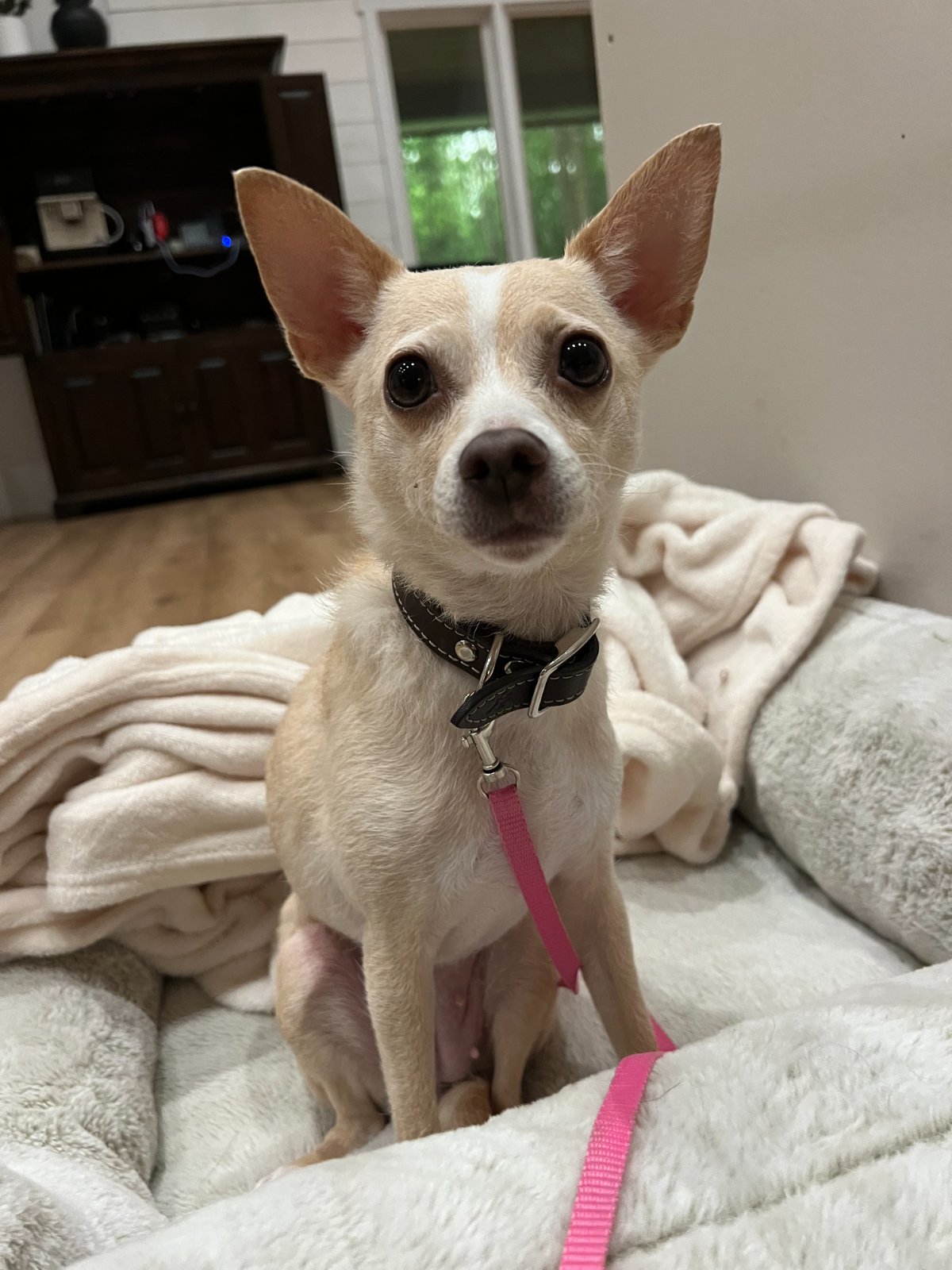 Photo of Honeydew