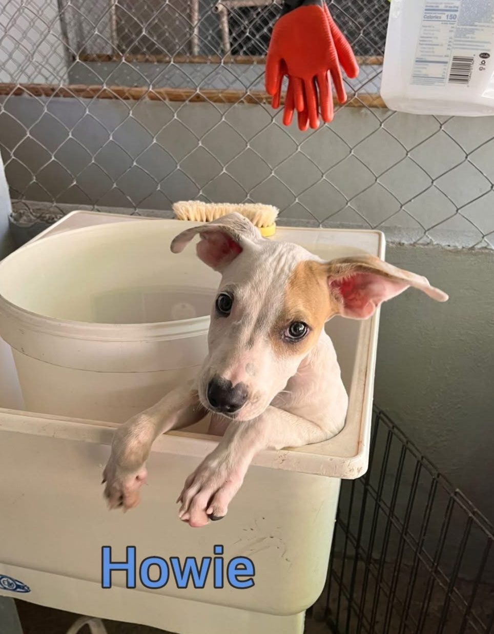 Photo of Howie
