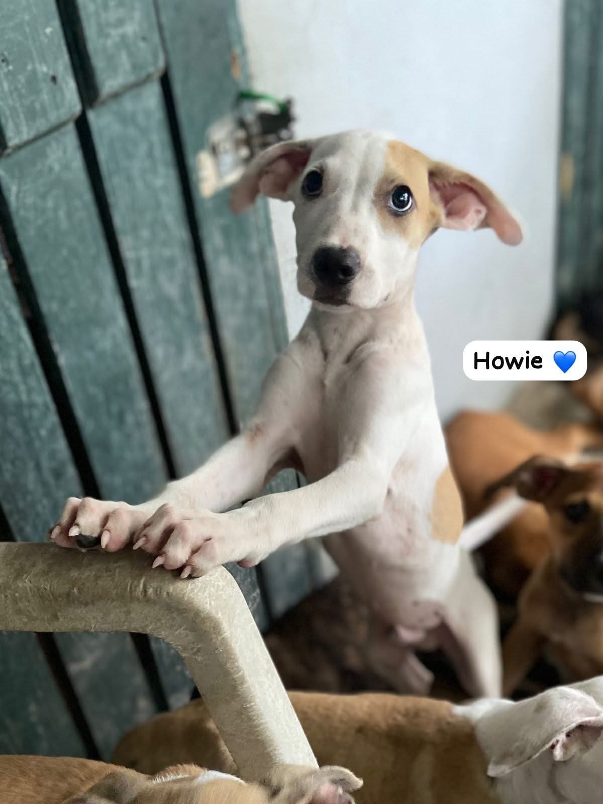 Photo of Howie