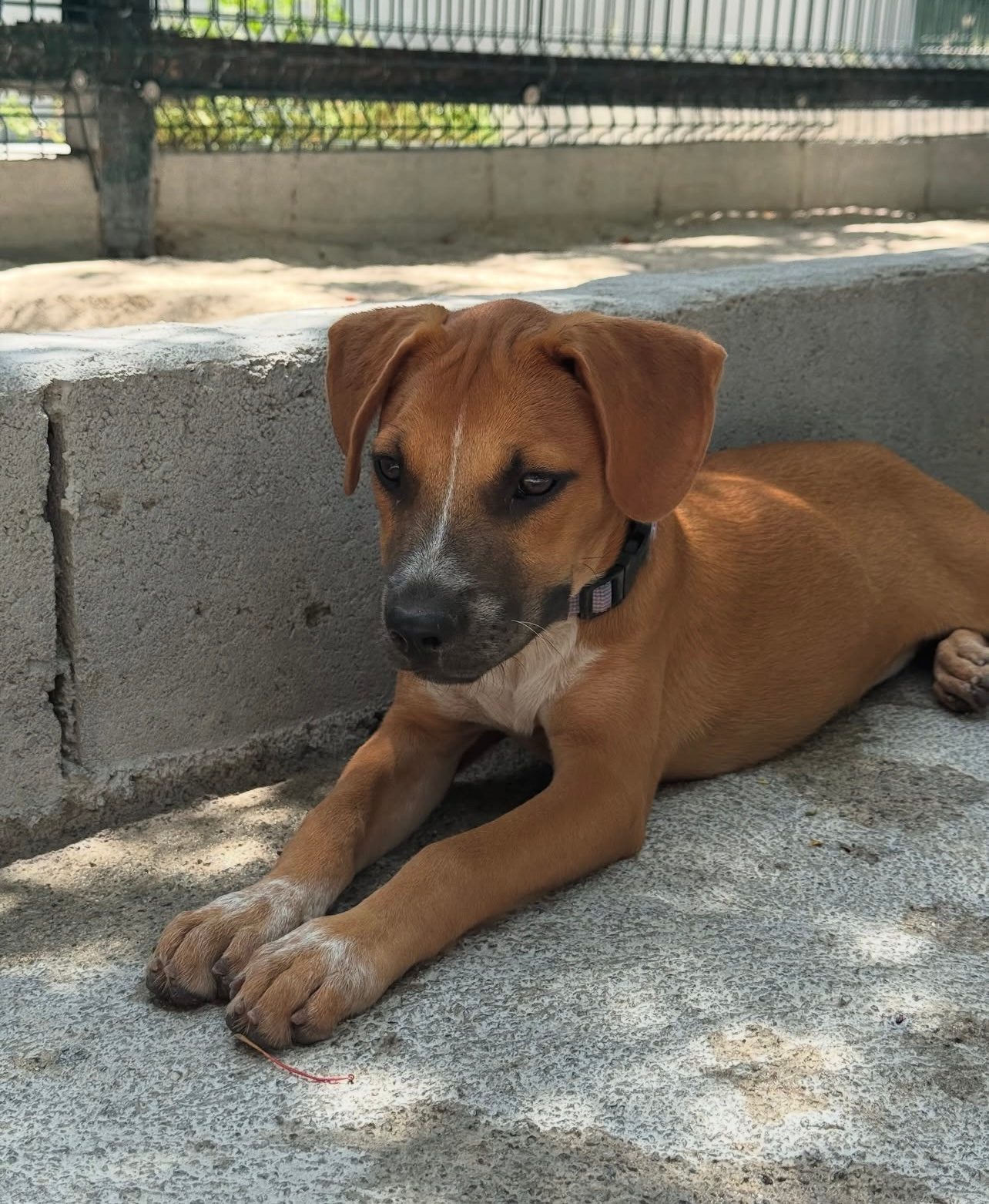 Photo of Indie