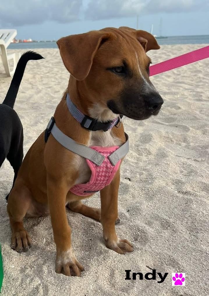 Photo of Indie