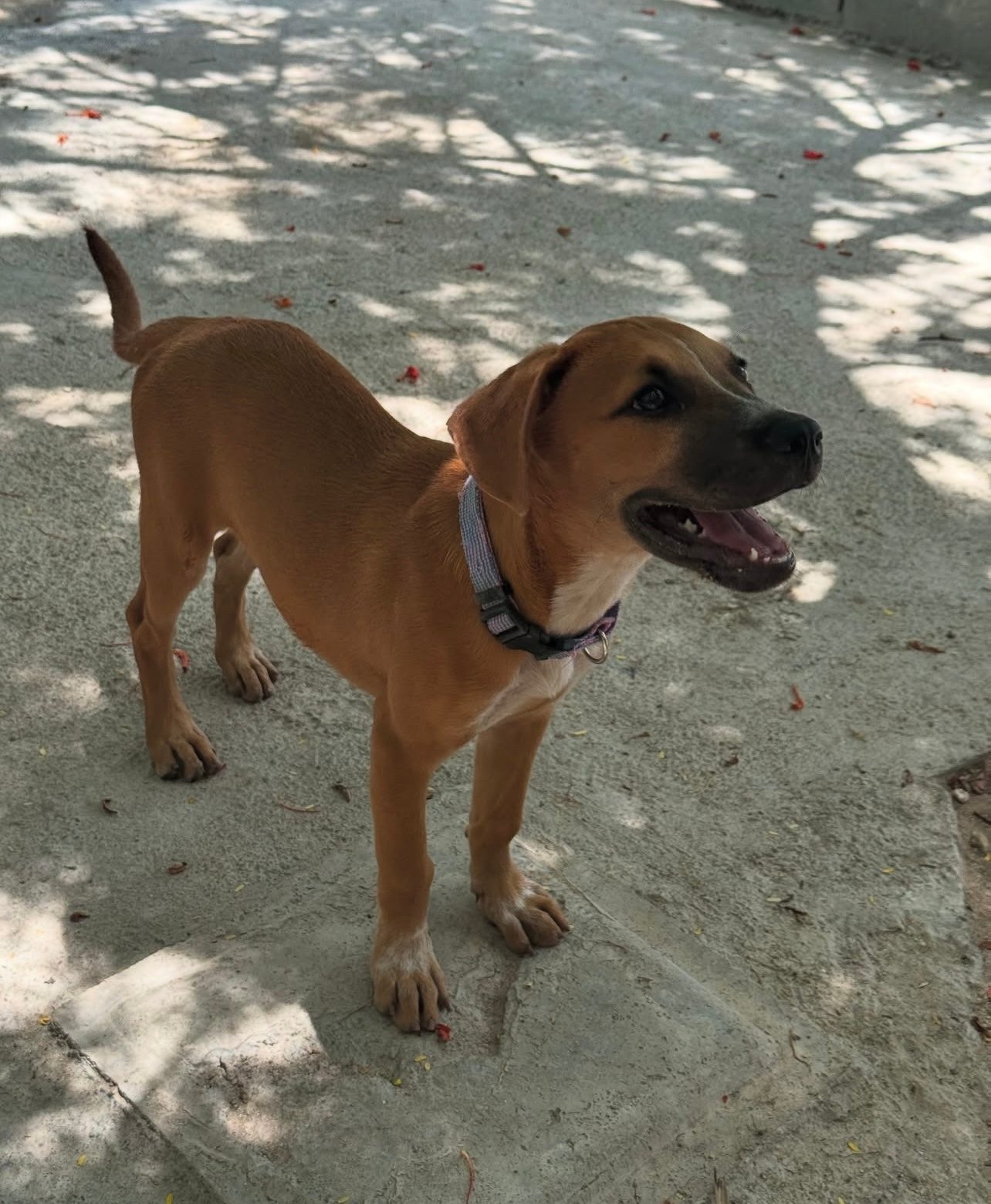 Photo of Indie