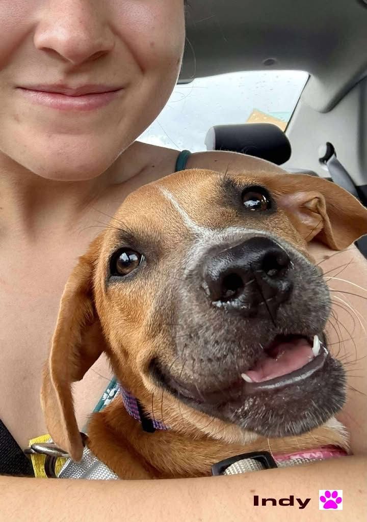 Photo of Indie