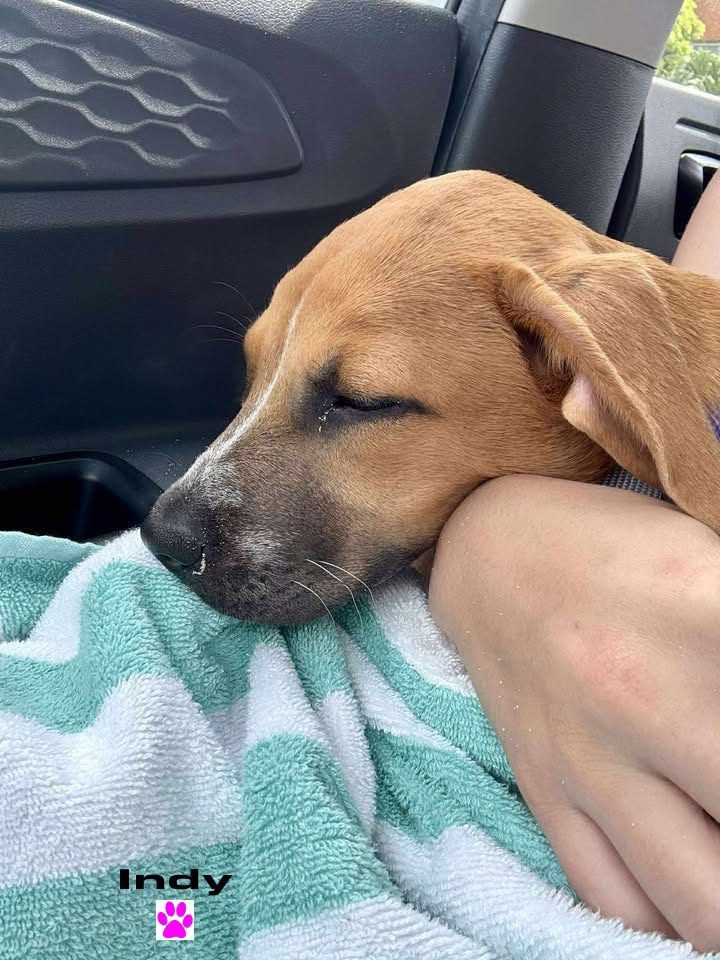 Photo of Indie