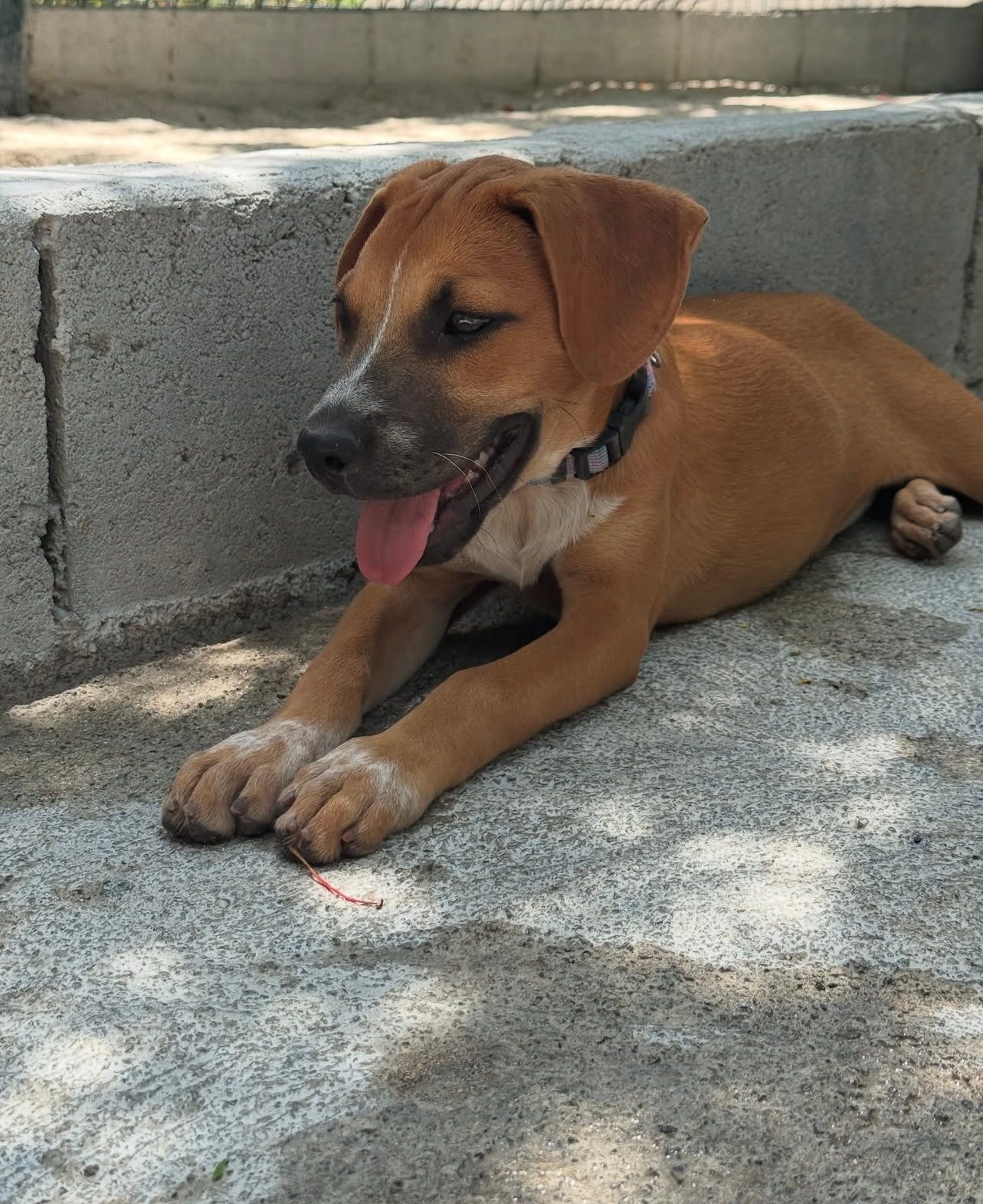 Photo of Indie
