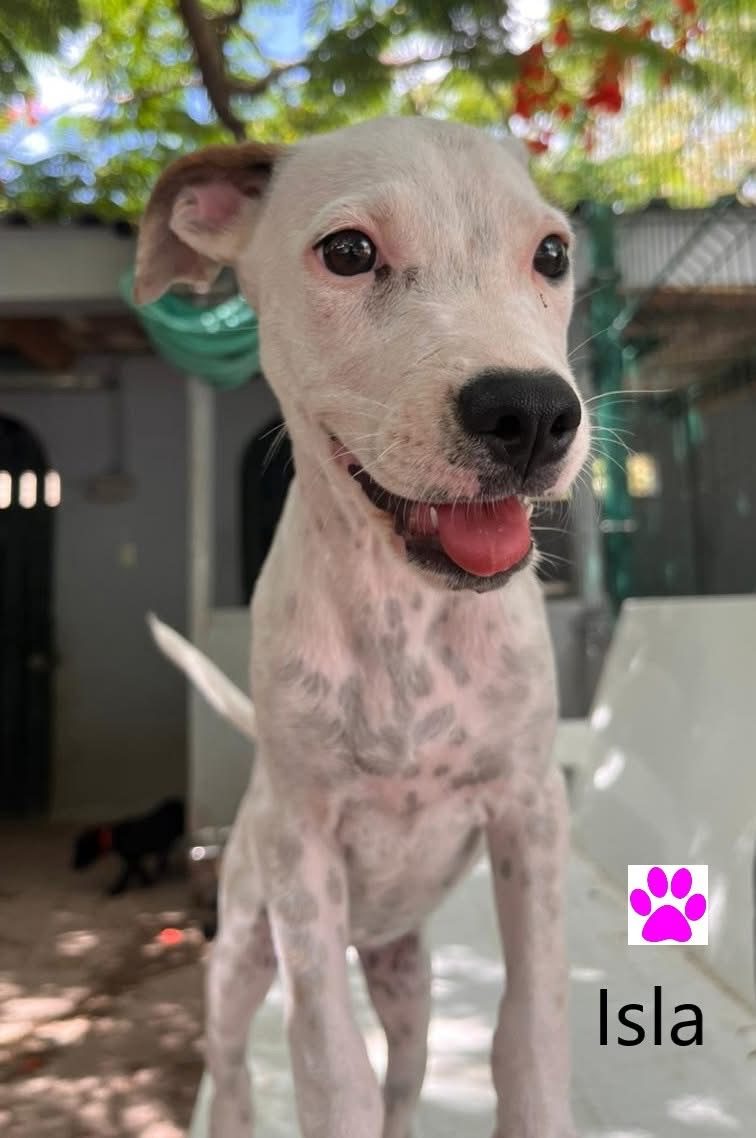 Photo of Isla