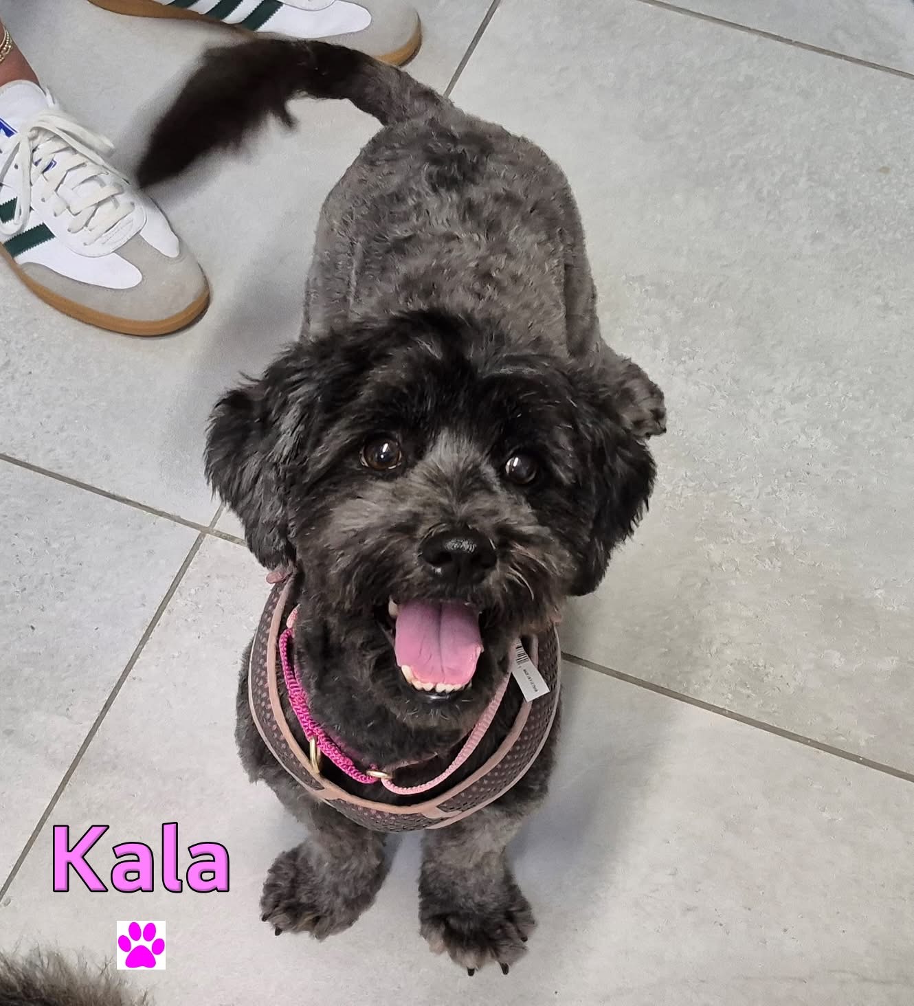 Photo of Kala