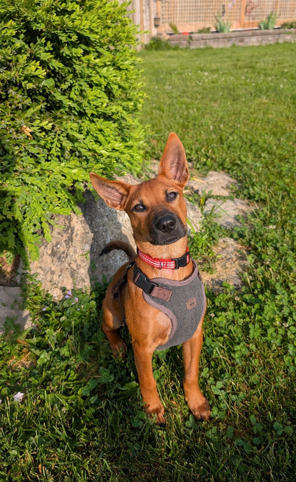 Photo of Kirby