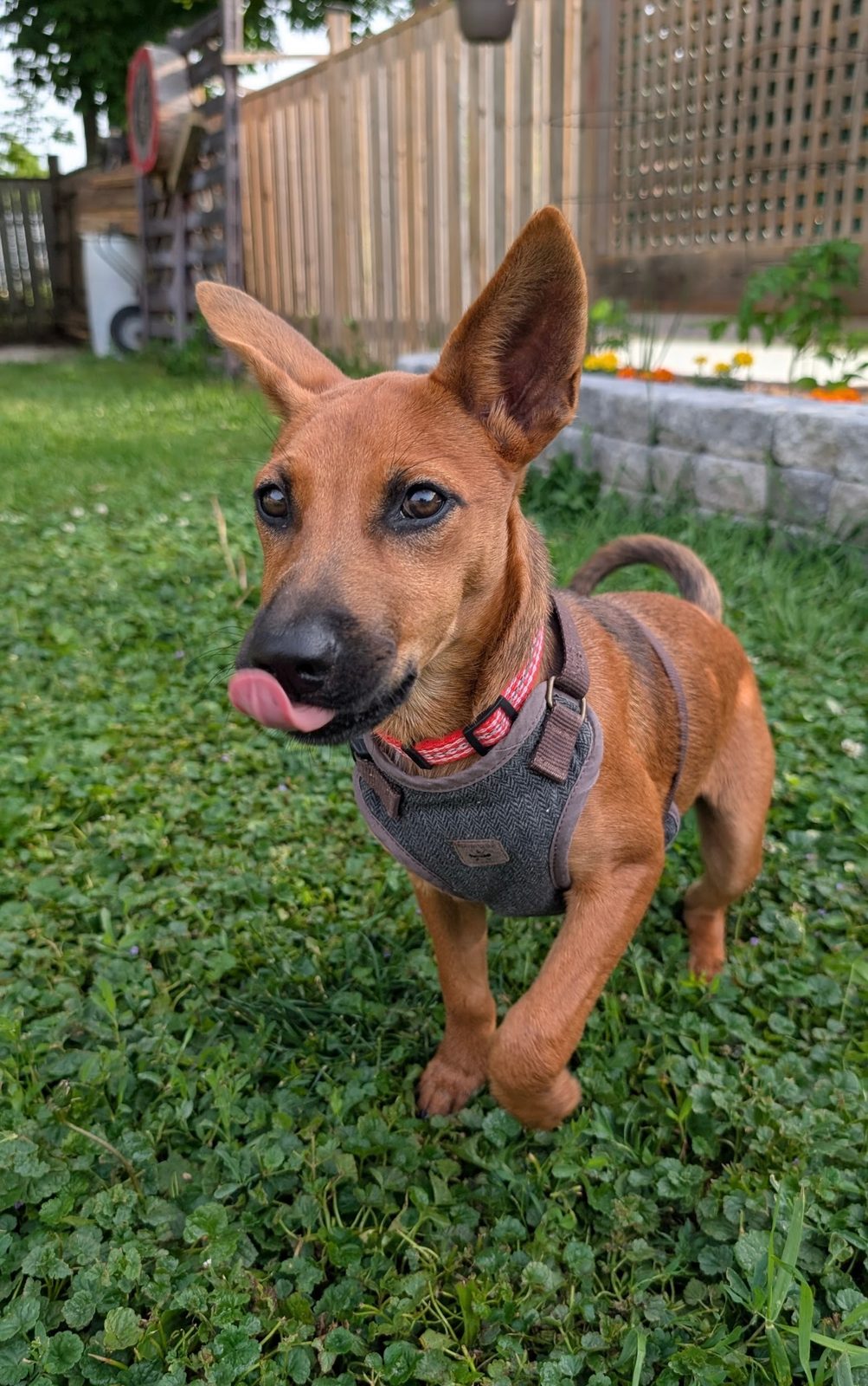 Photo of Kirby