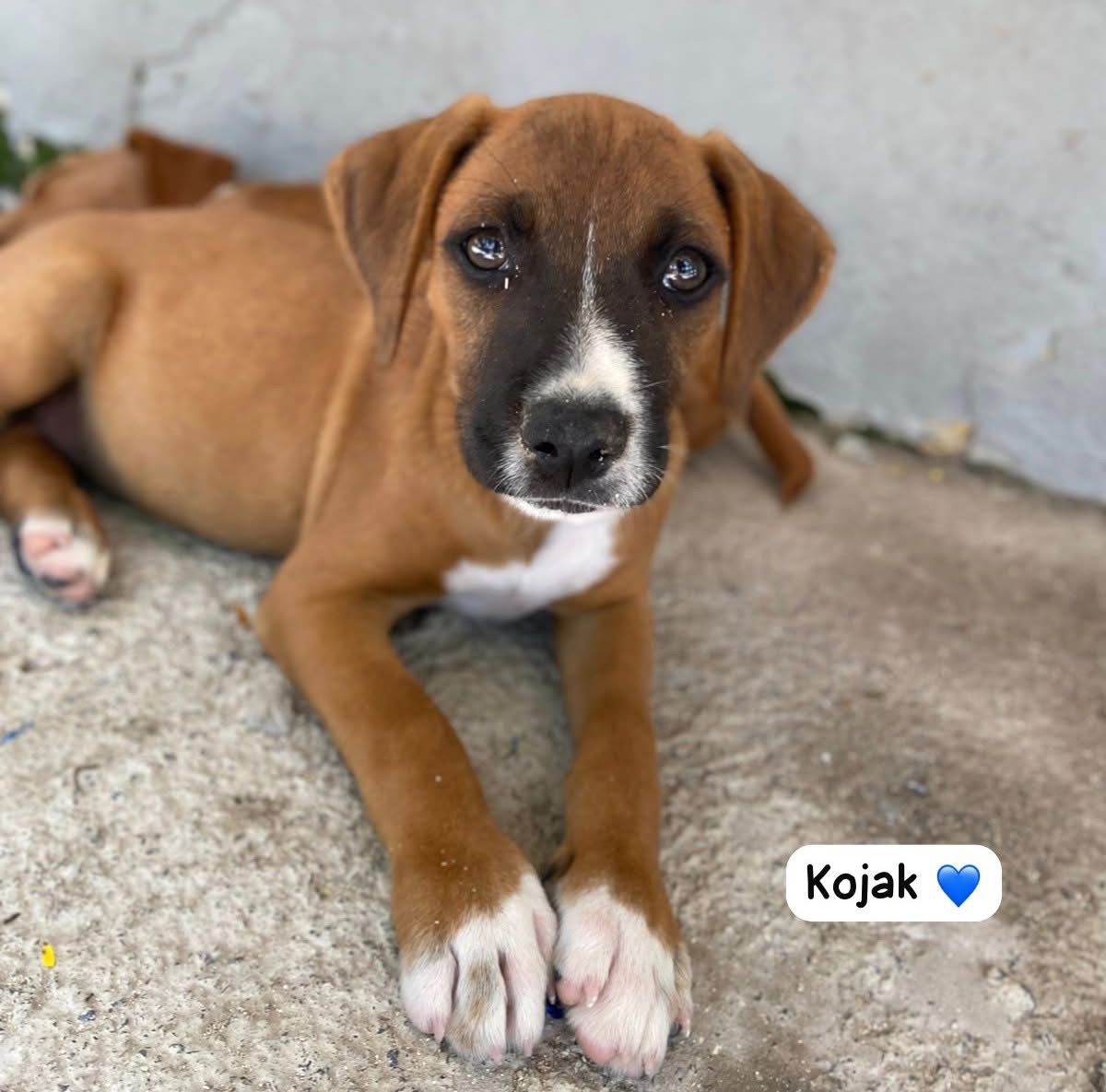 Photo of Kojak