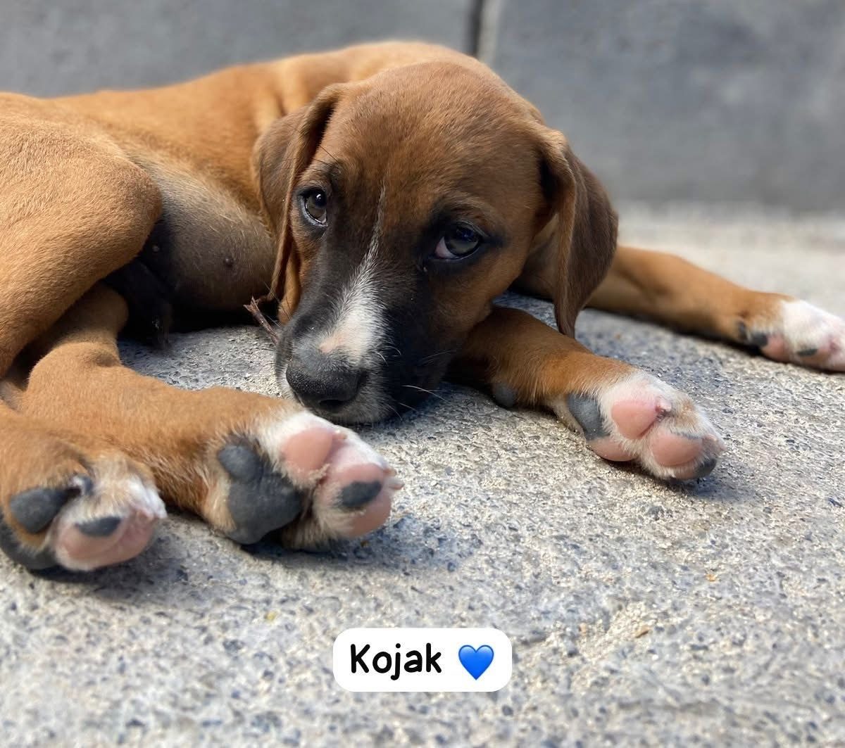 Photo of Kojak