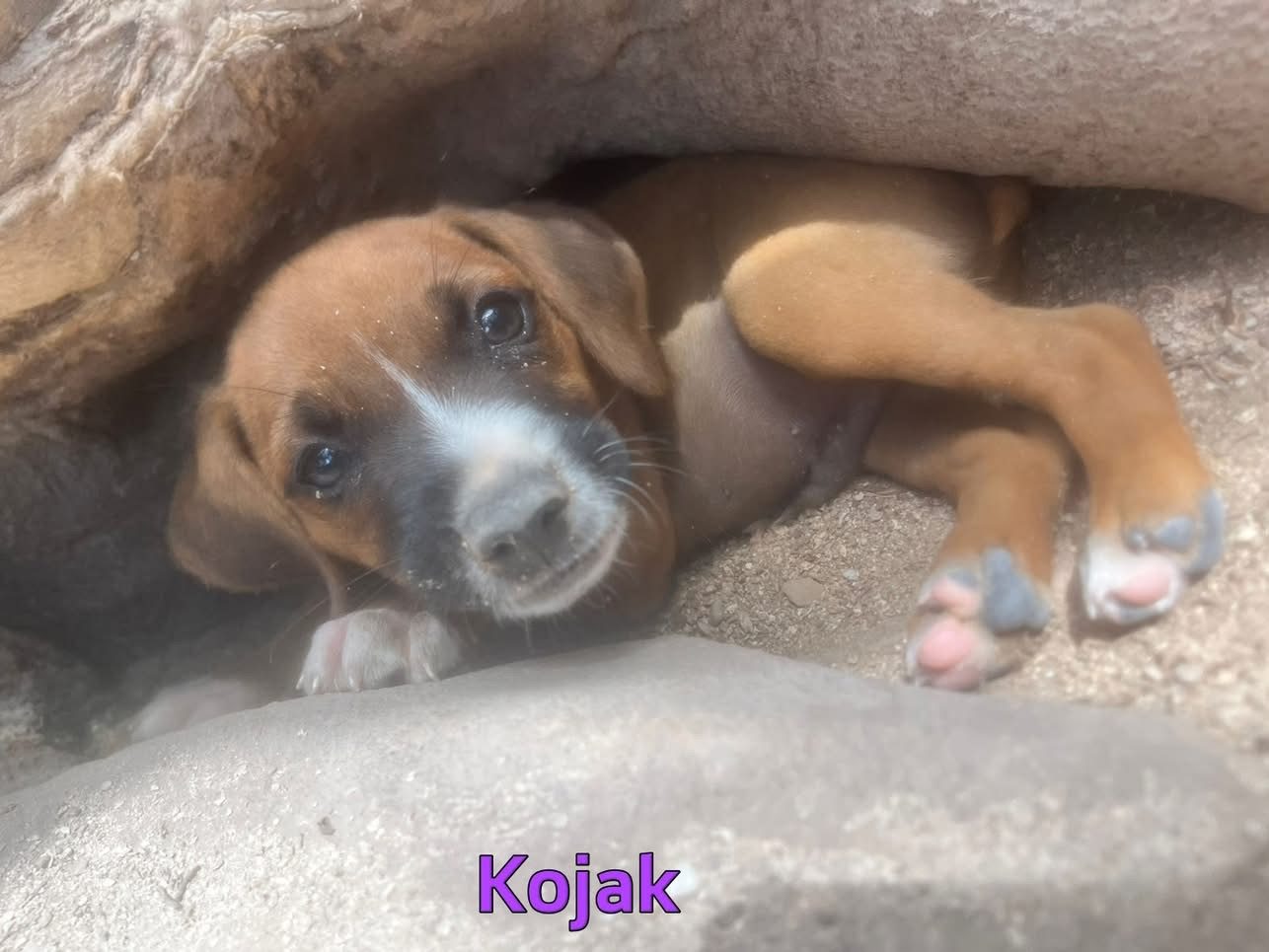 Photo of Kojak
