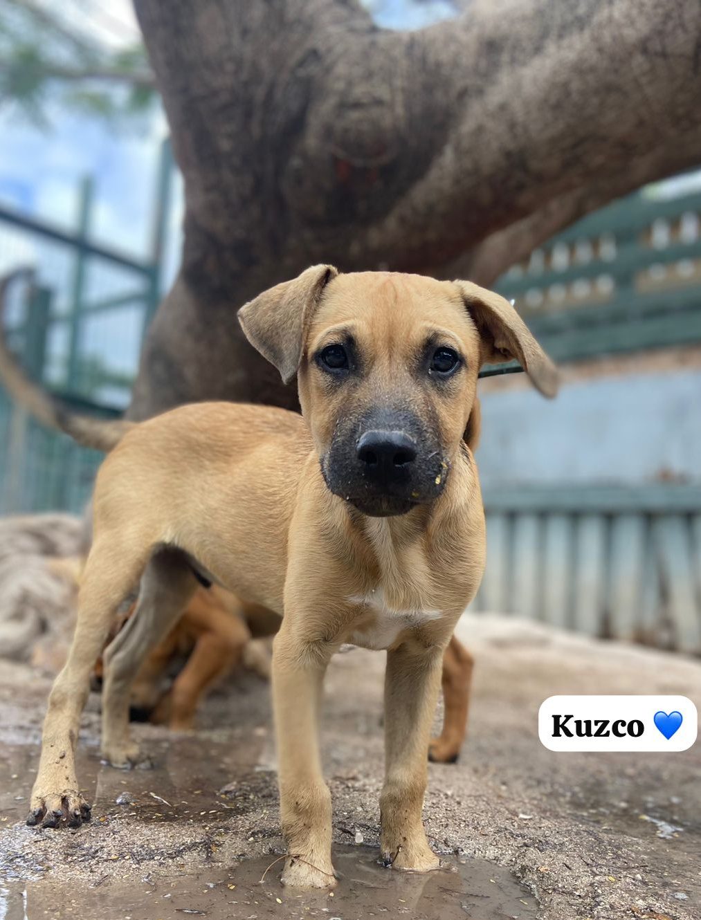 Photo of Kuzco