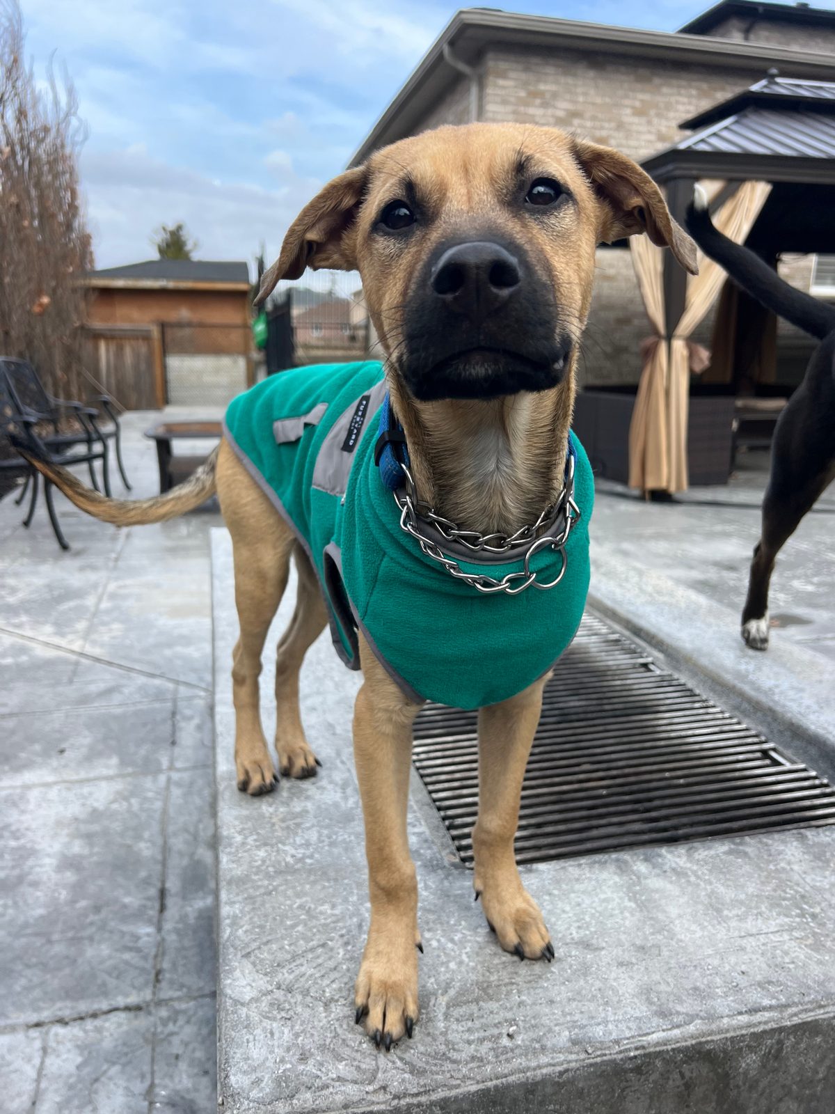 Photo of Kuzco