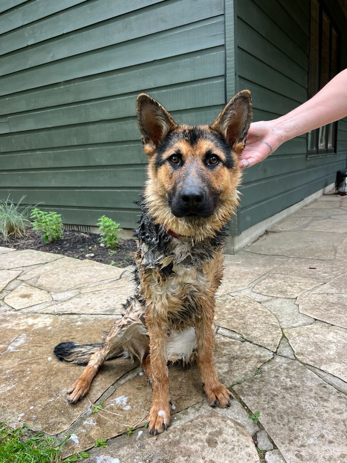 Photo of Lady