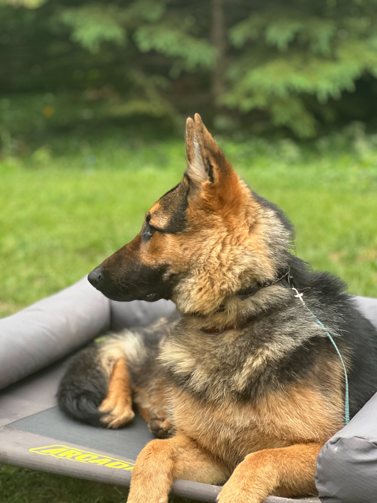 Photo of Lady