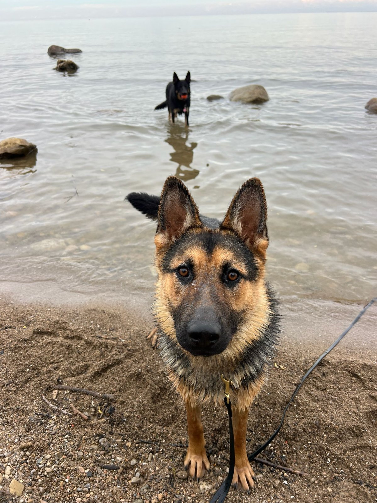 Photo of Lady
