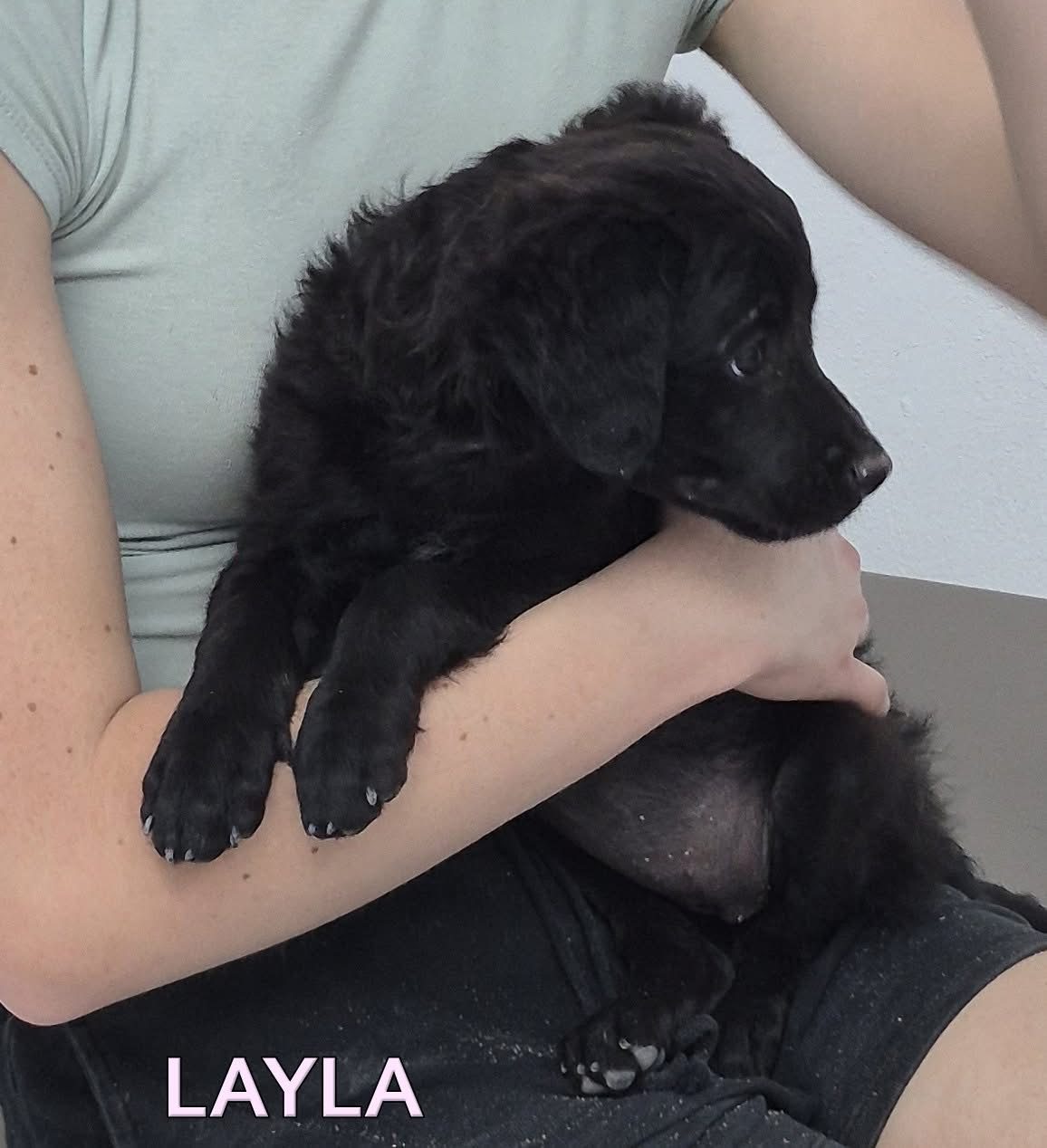 Photo of Layla