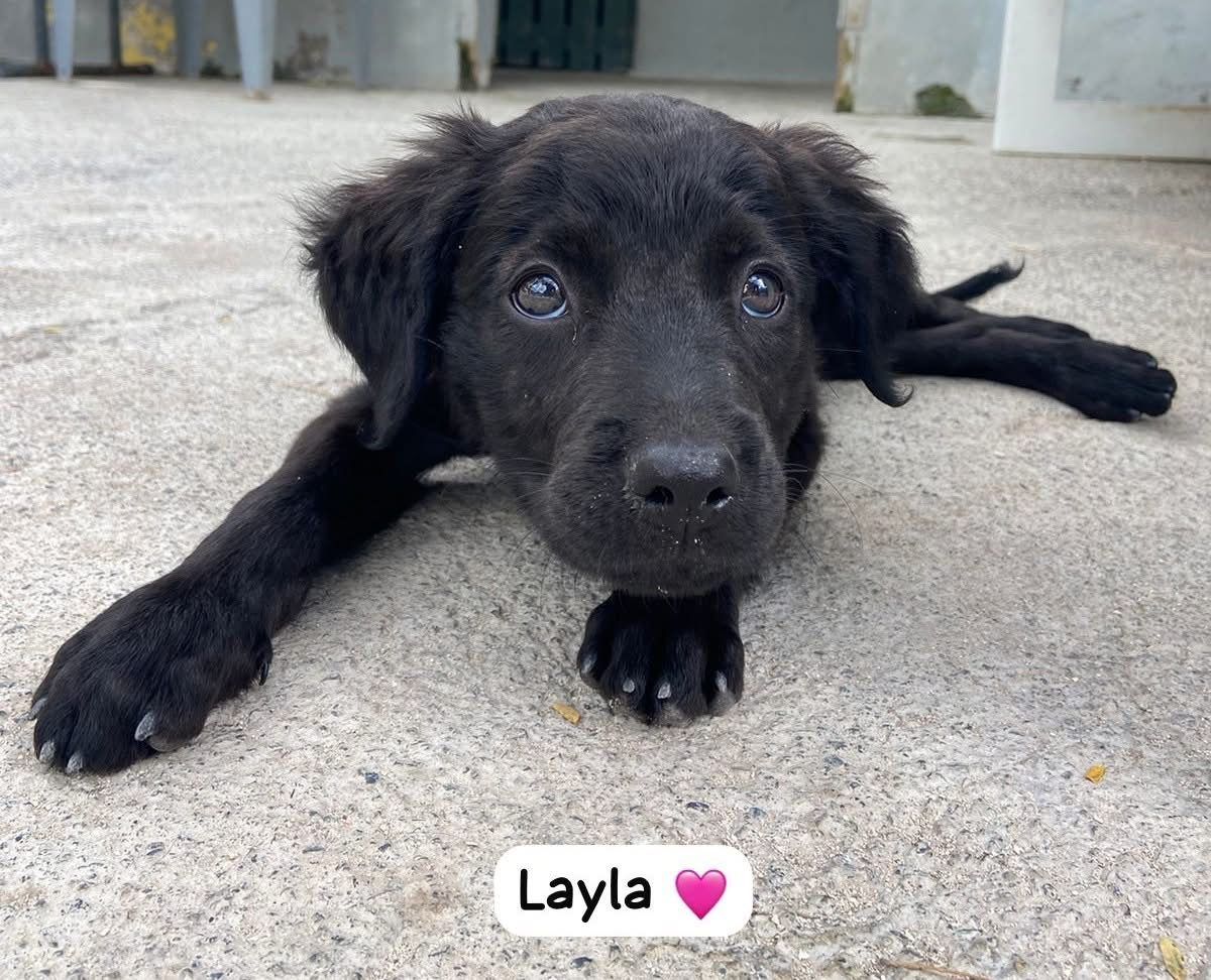 Photo of Layla