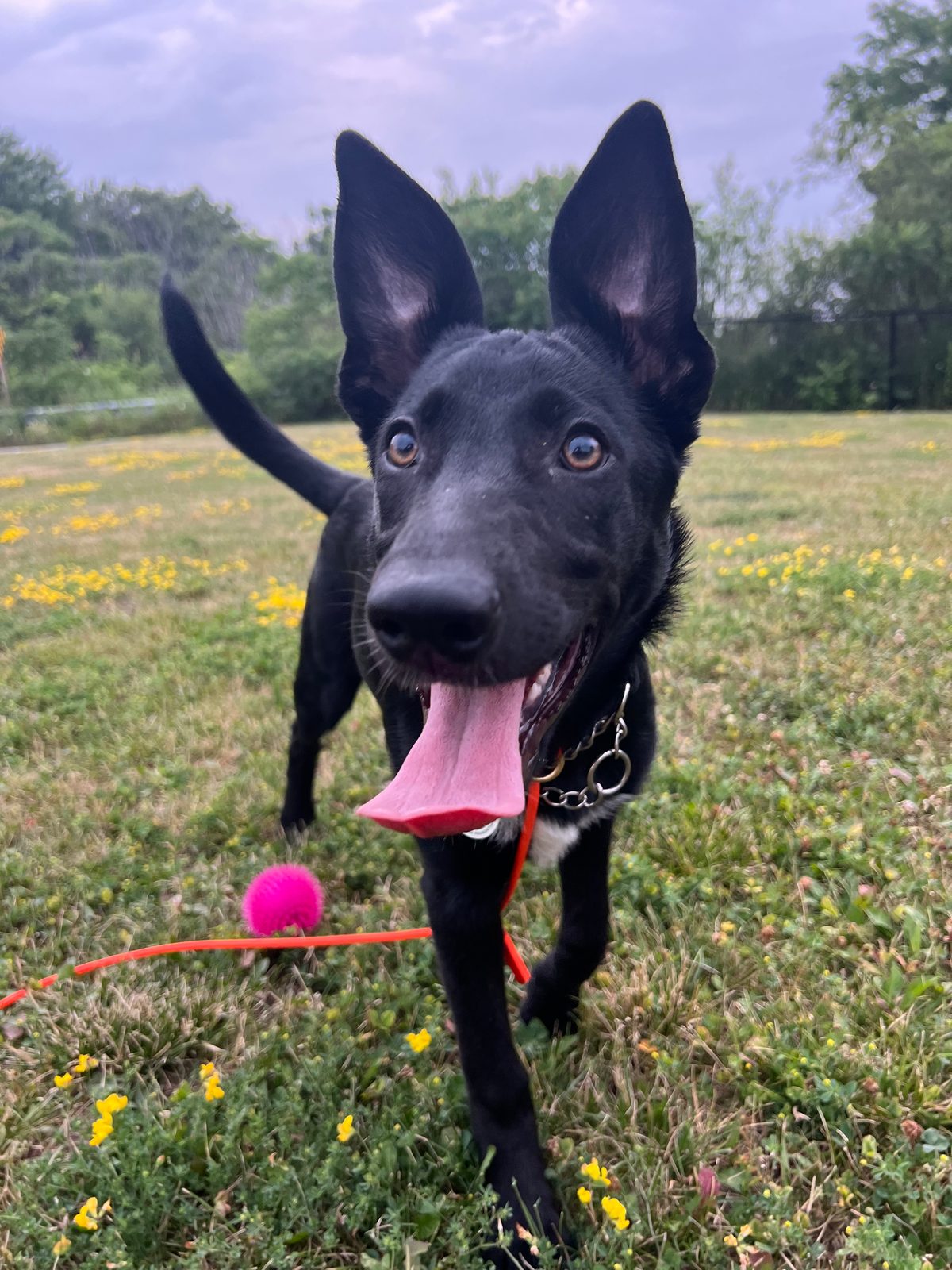 Photo of Lilly