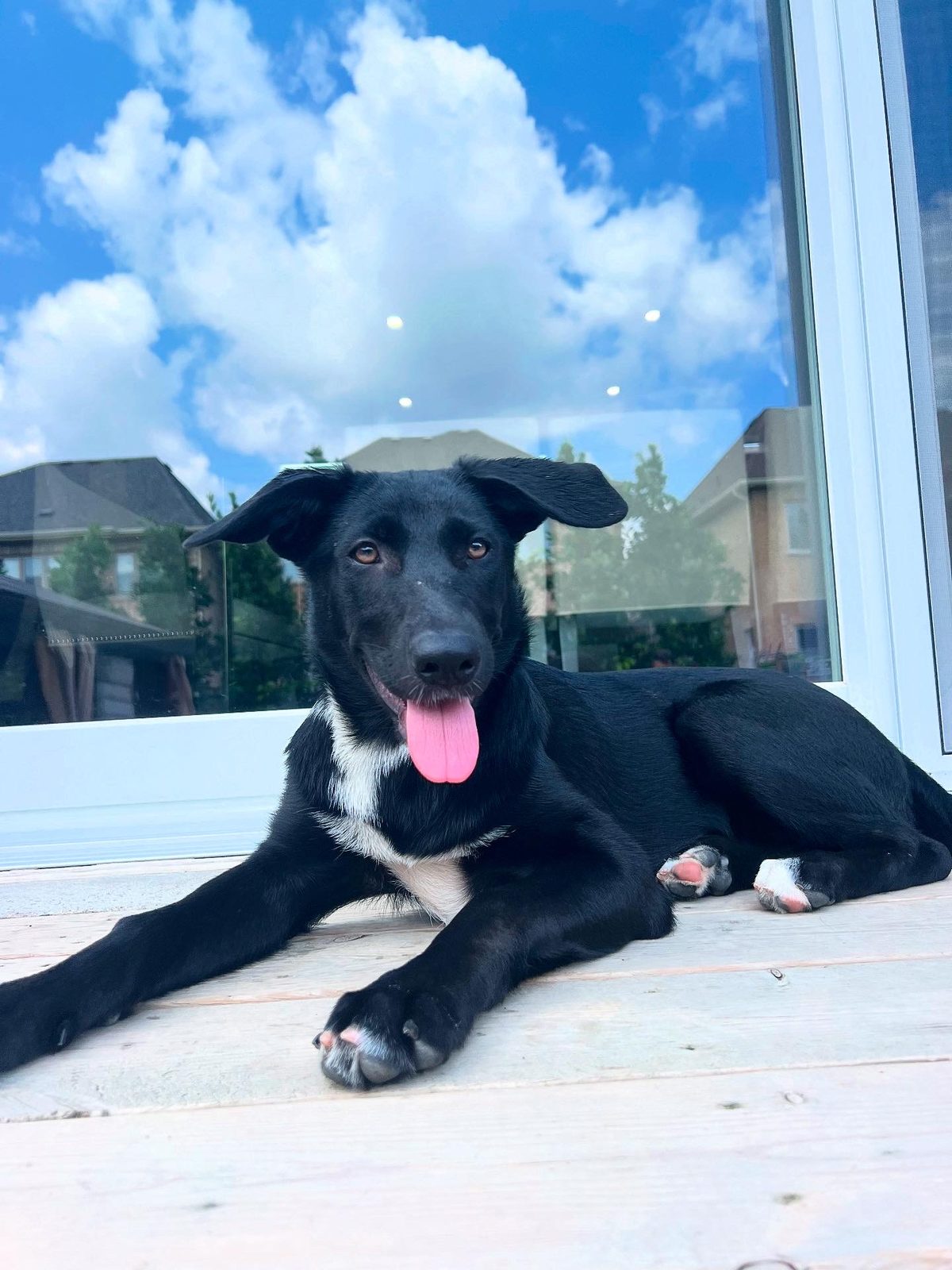 Photo of Lilly