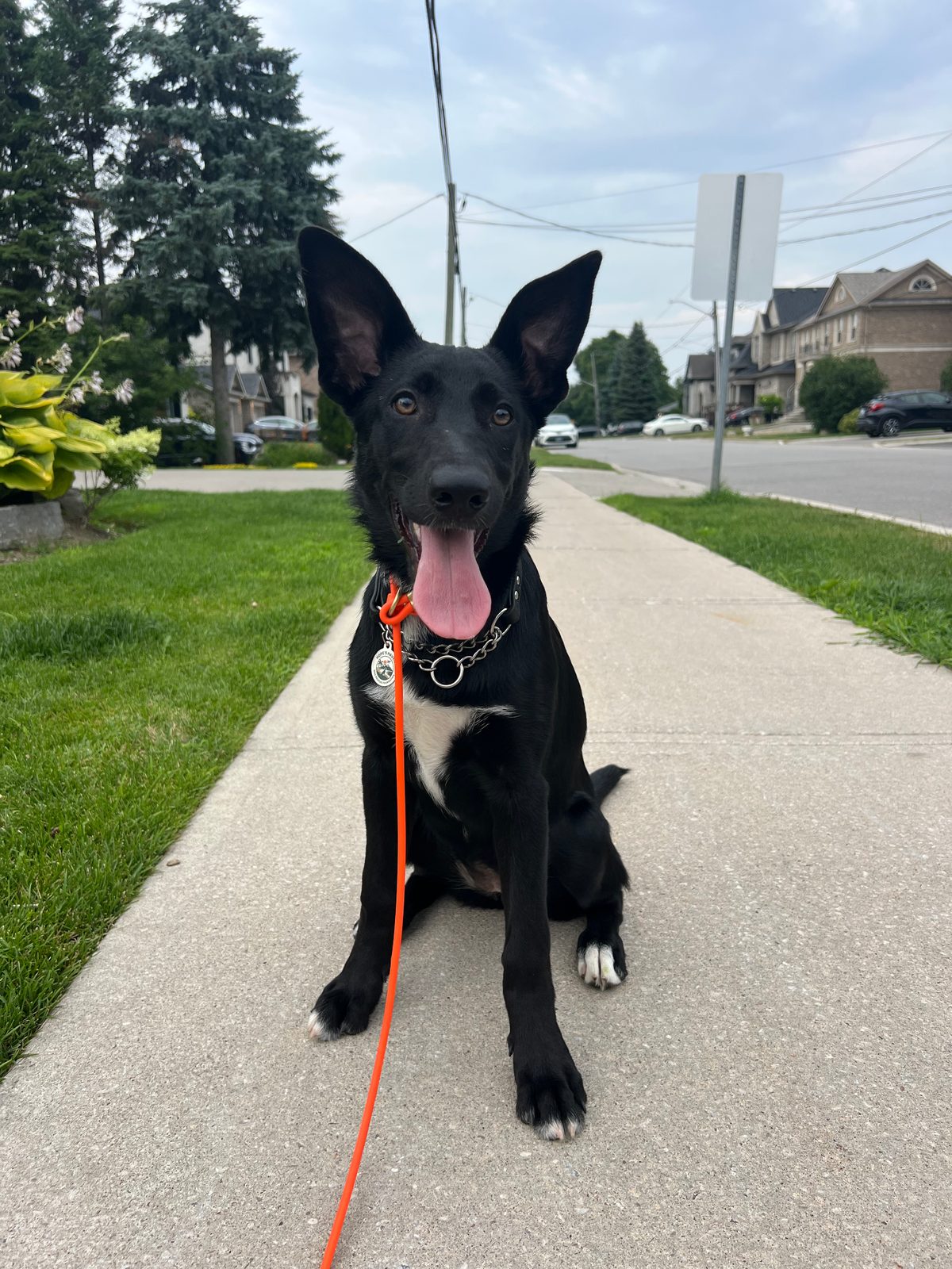 Photo of Lilly