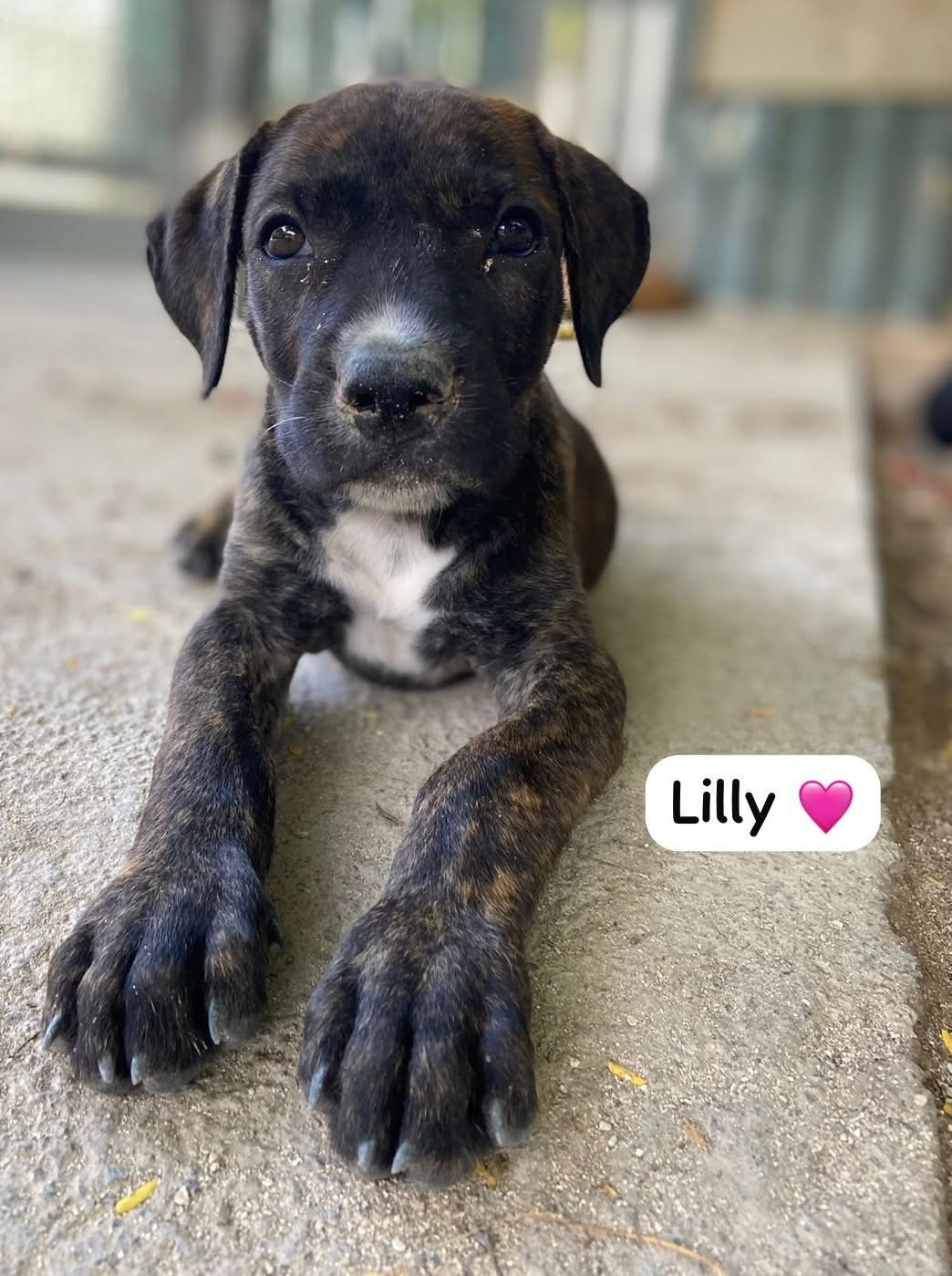 Photo of Lilly