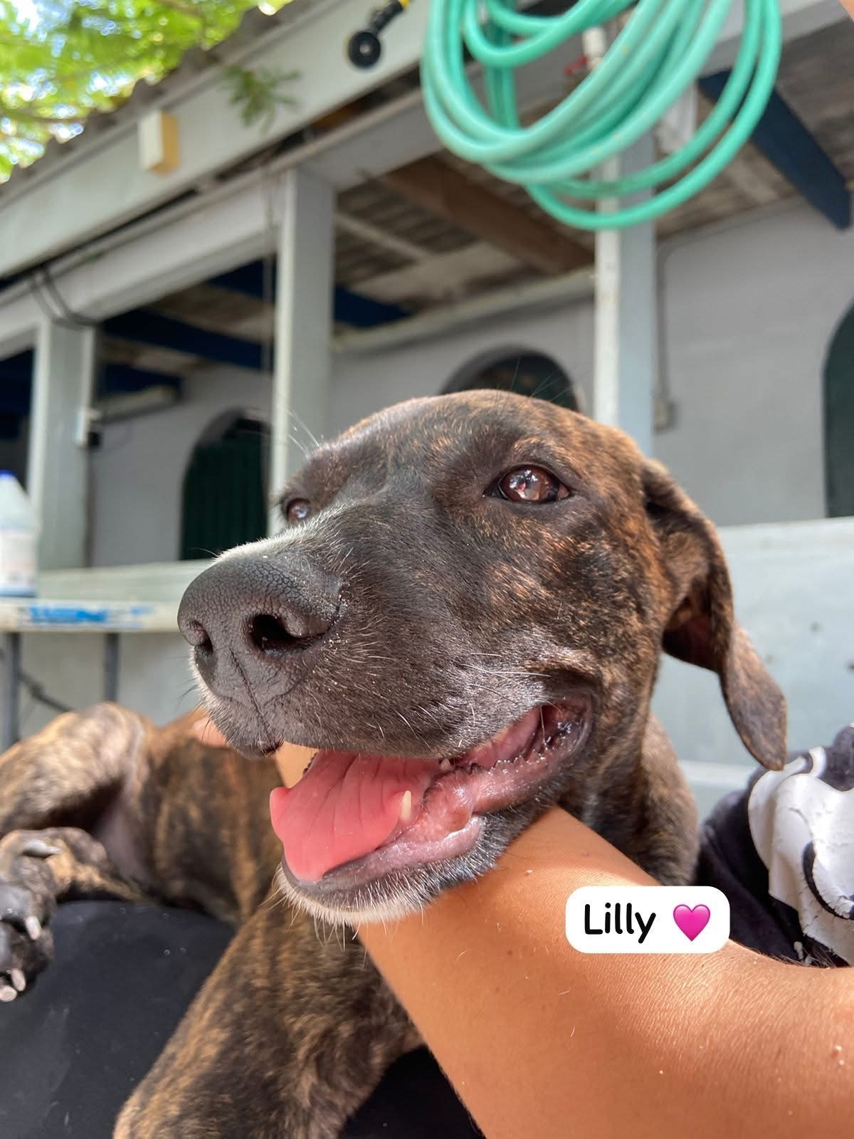 Photo of Lilly
