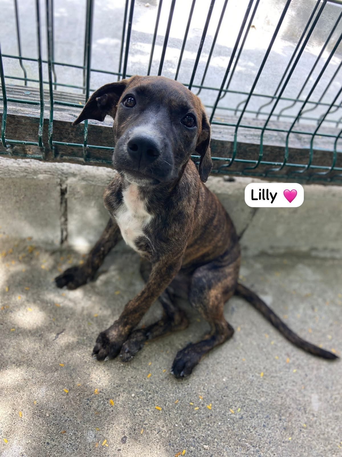 Photo of Lilly