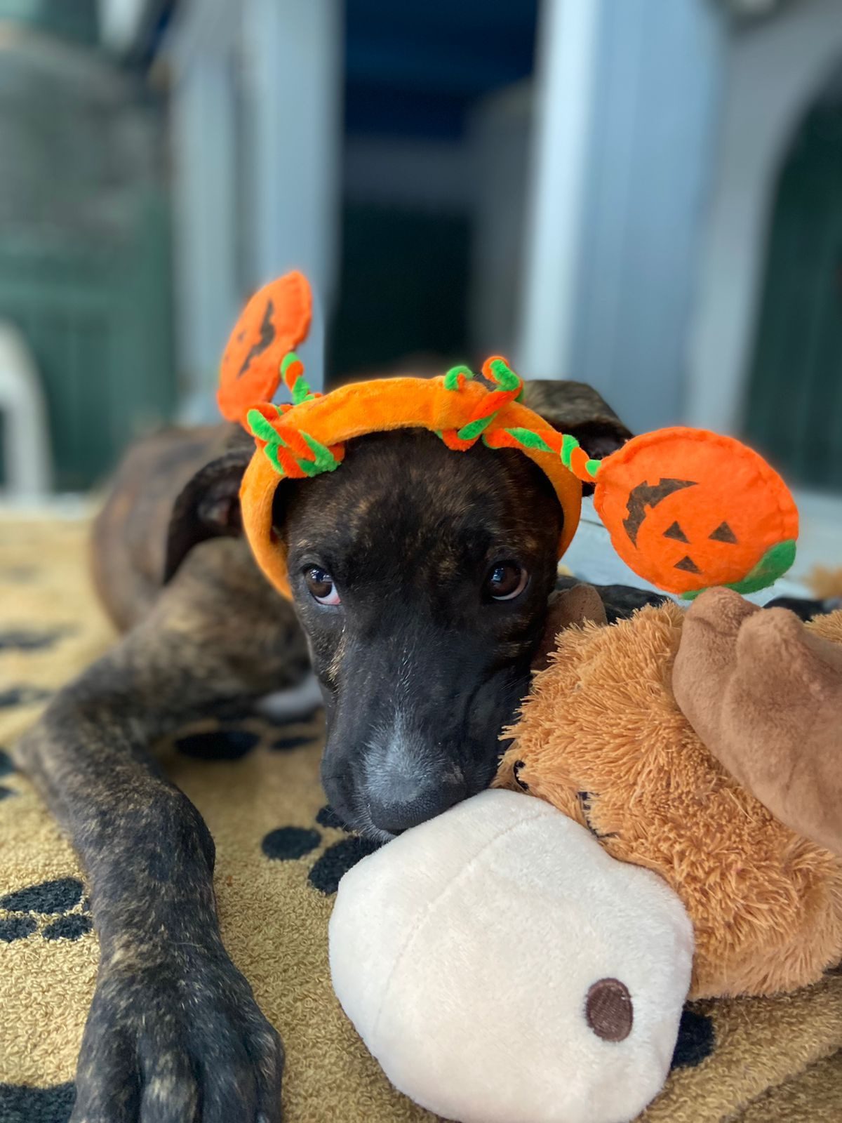 Photo of Lilly
