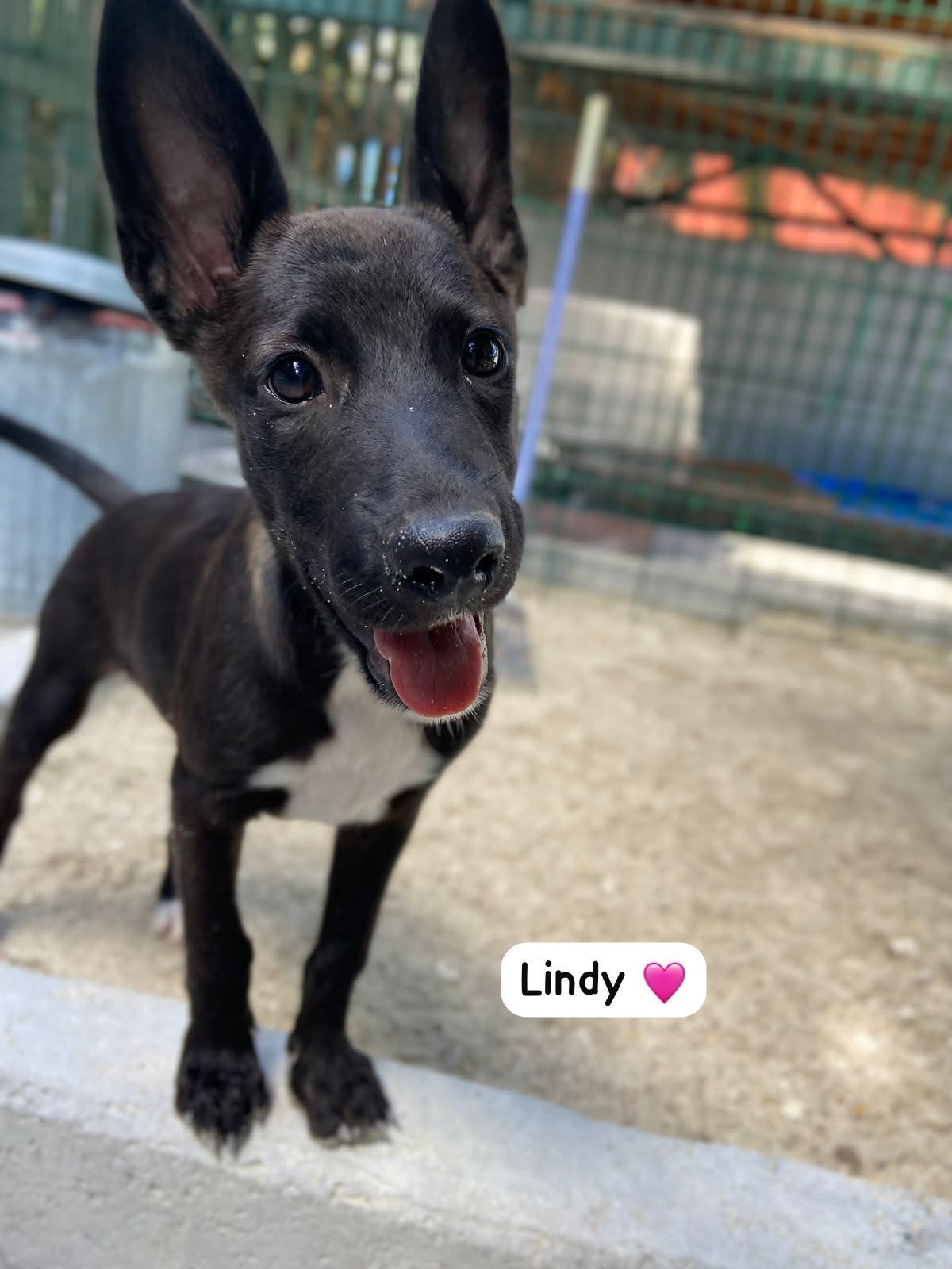 Photo of Lindy