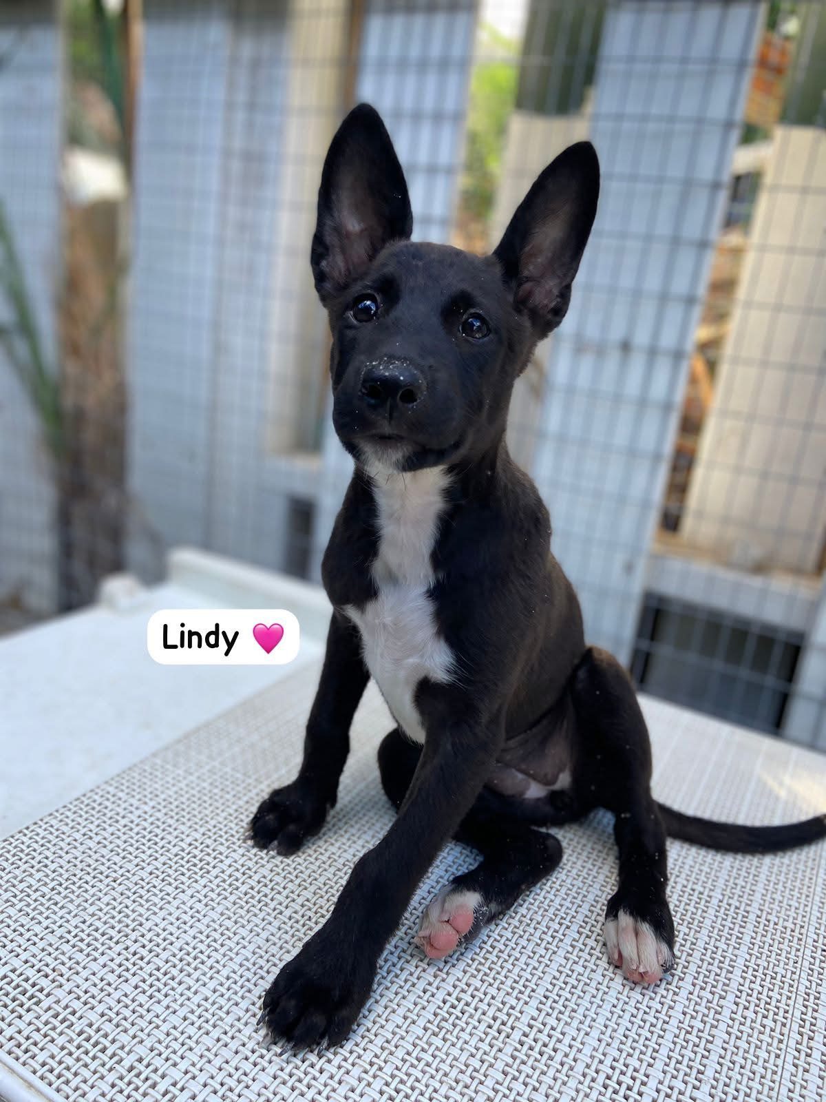 Photo of Lindy