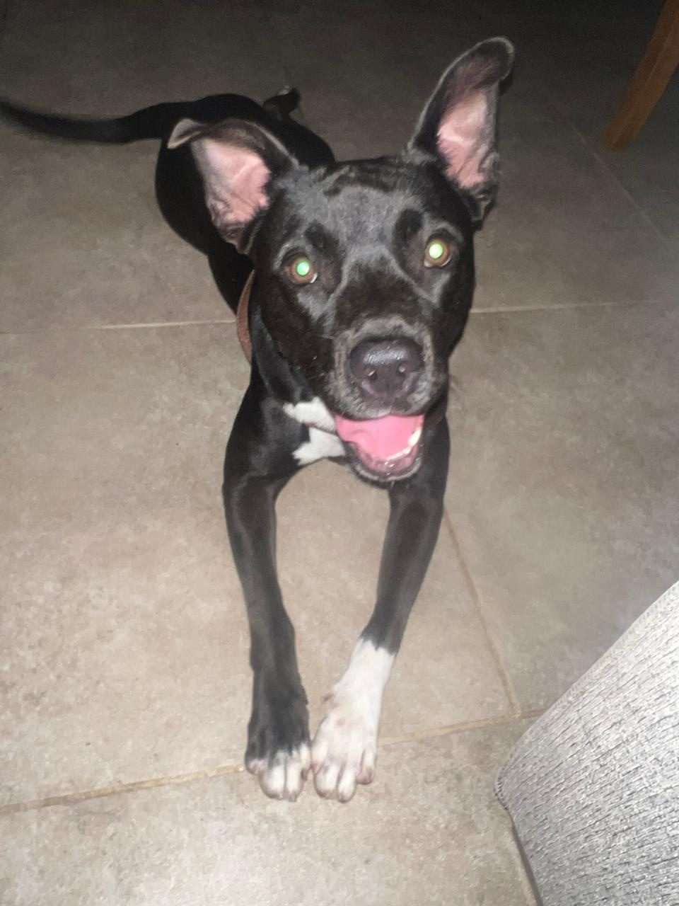 Photo of Lola
