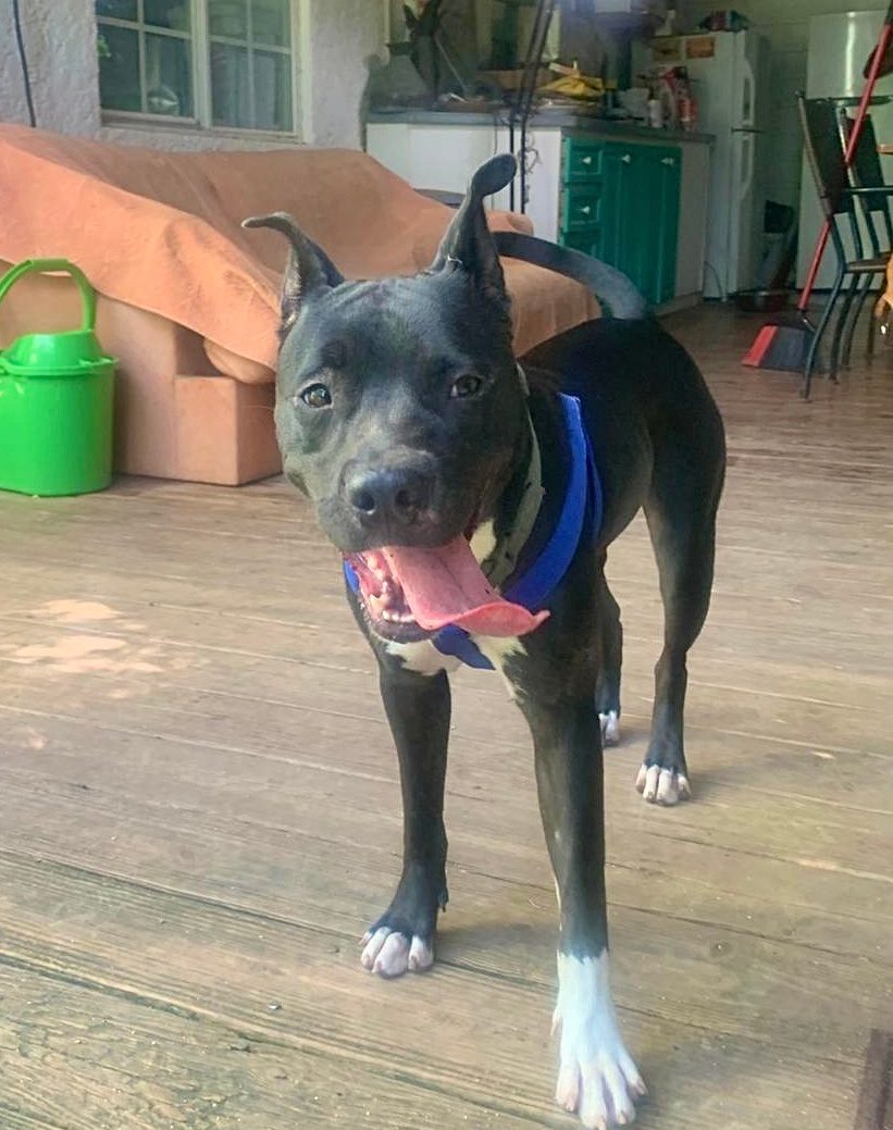 Photo of Lola