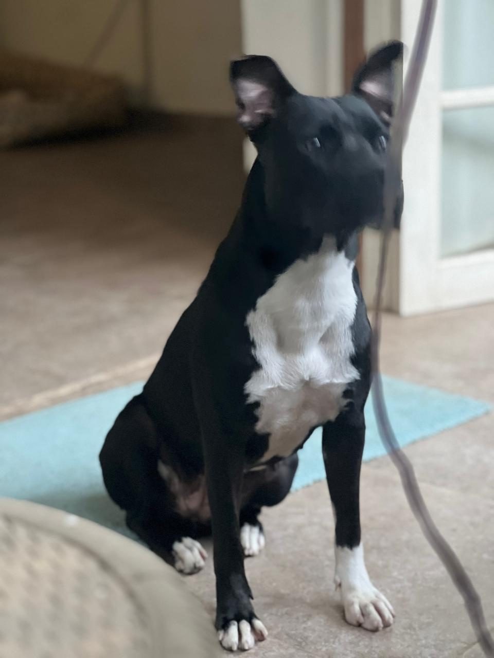 Photo of Lola