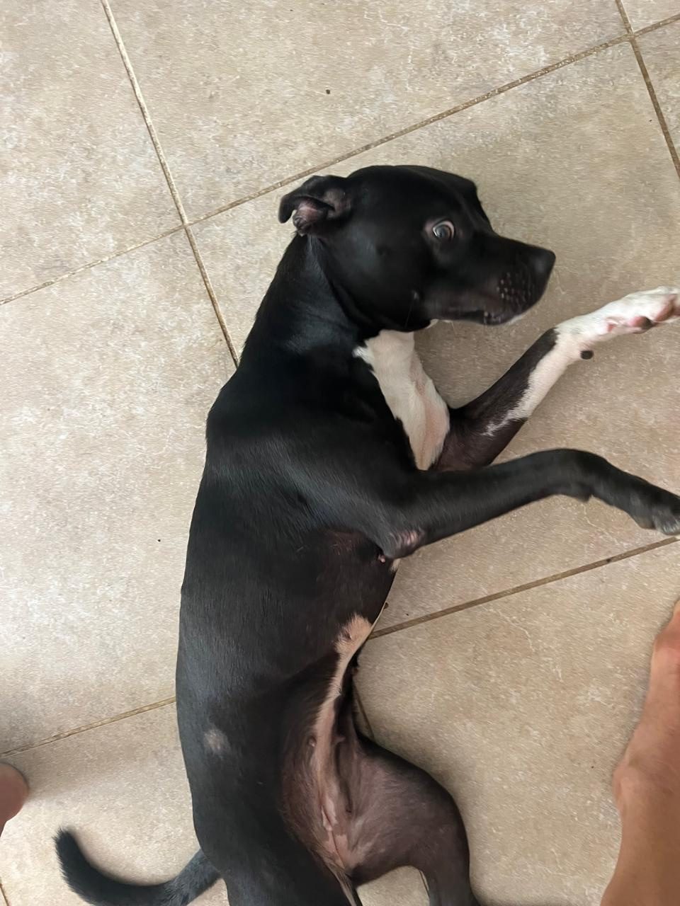 Photo of Lola