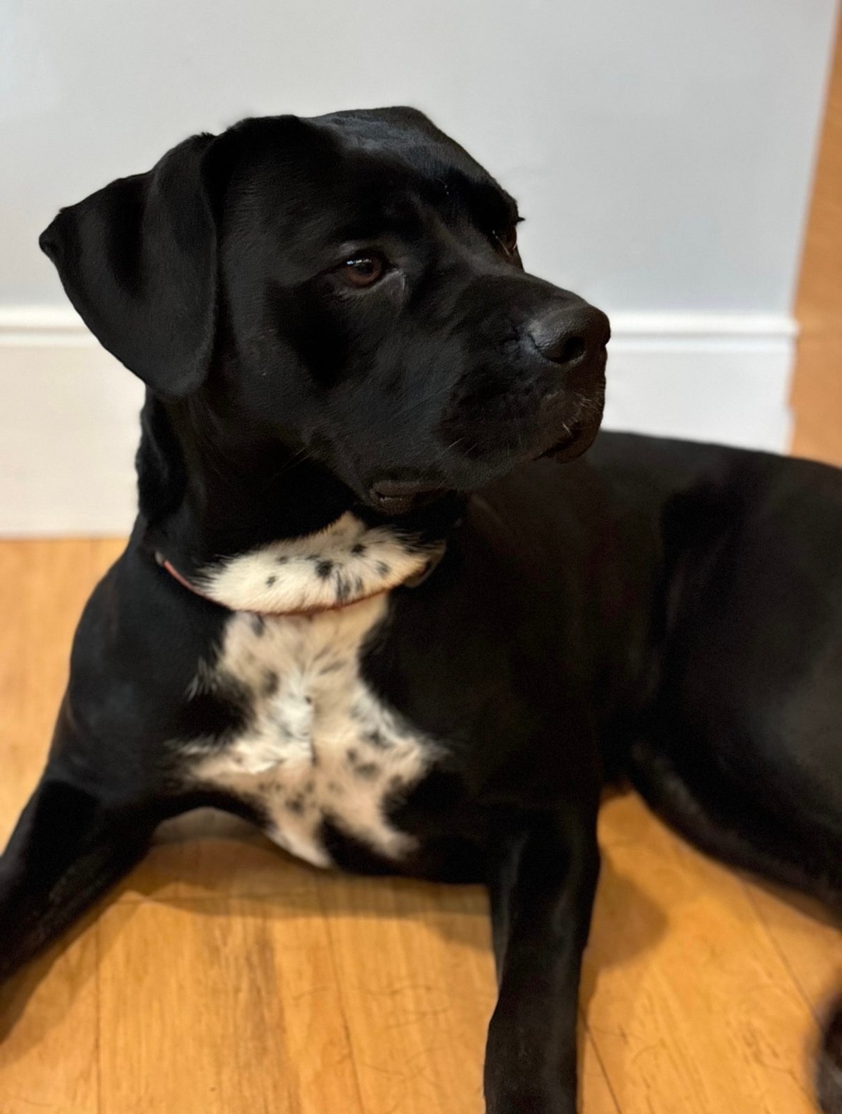 Photo of Lovey