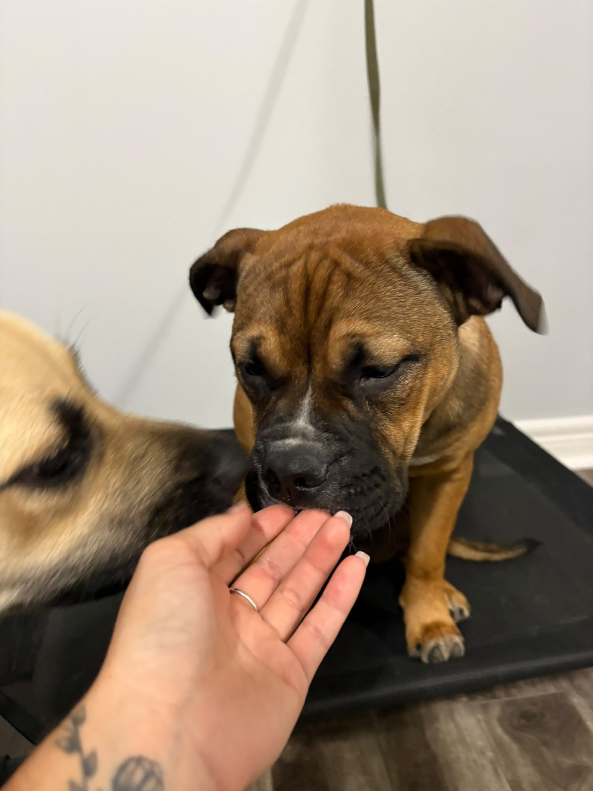 Photo of Lucy