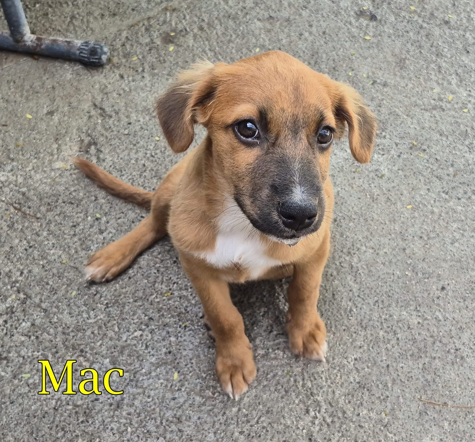 Photo of Mac