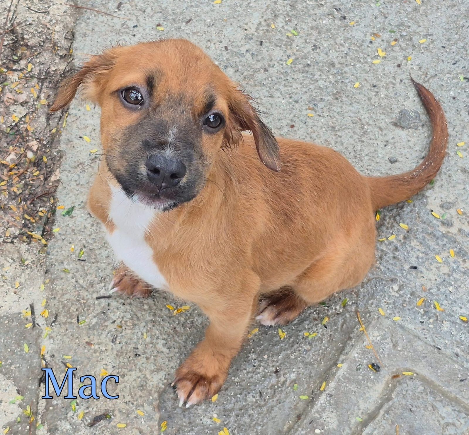 Photo of Mac