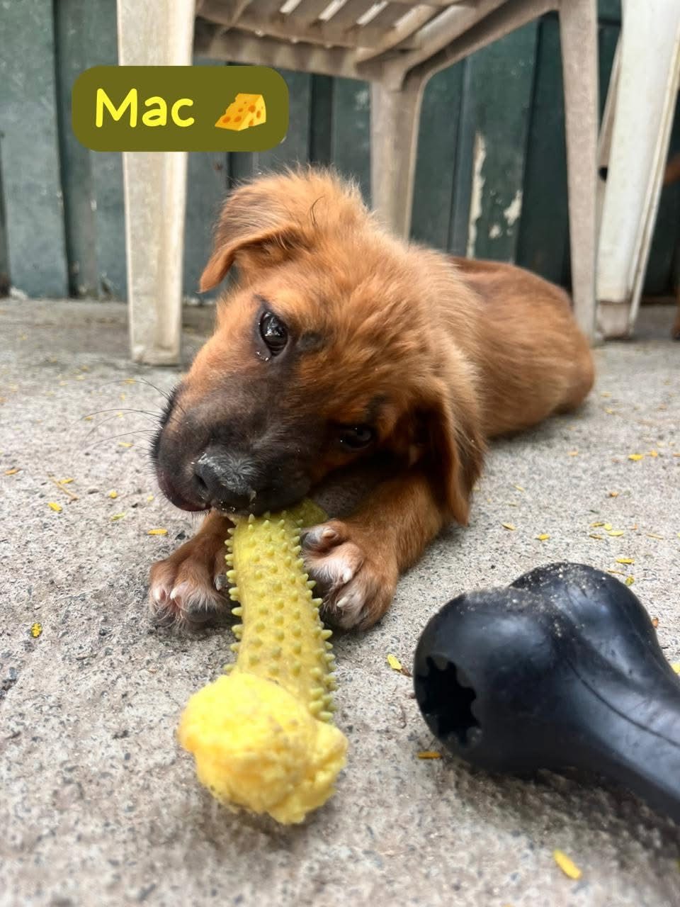 Photo of Mac