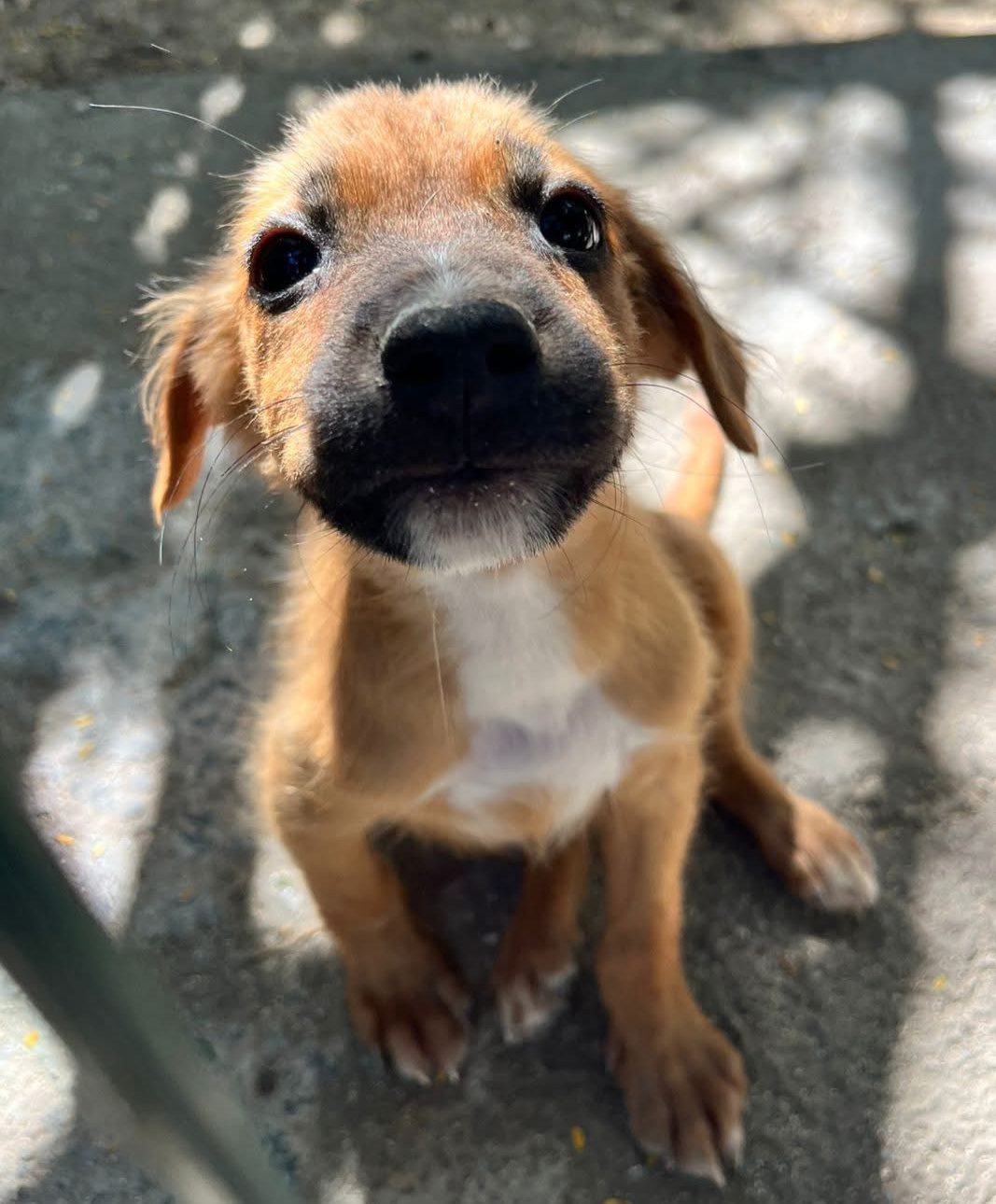Photo of Mac