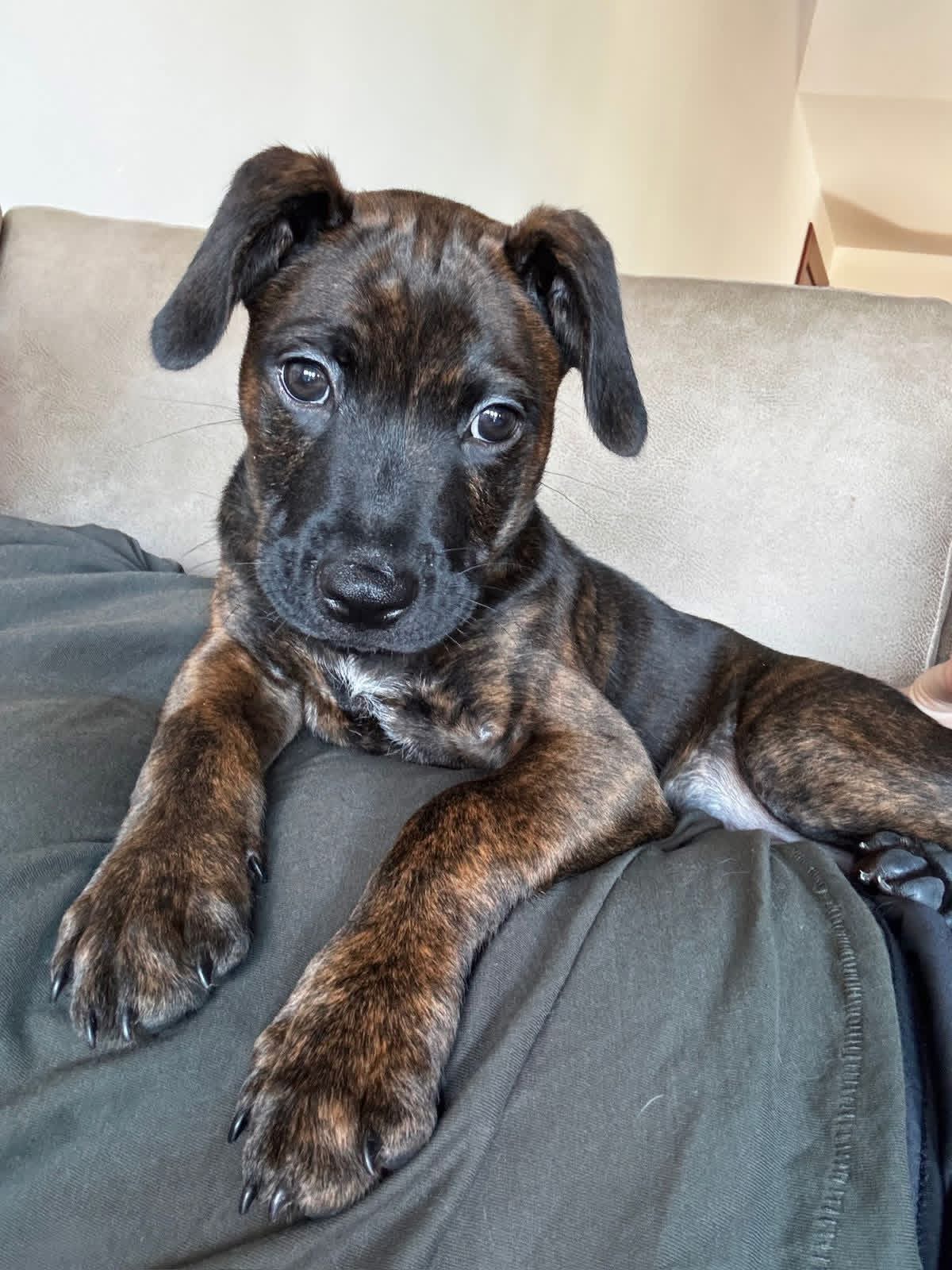 Photo of Mako