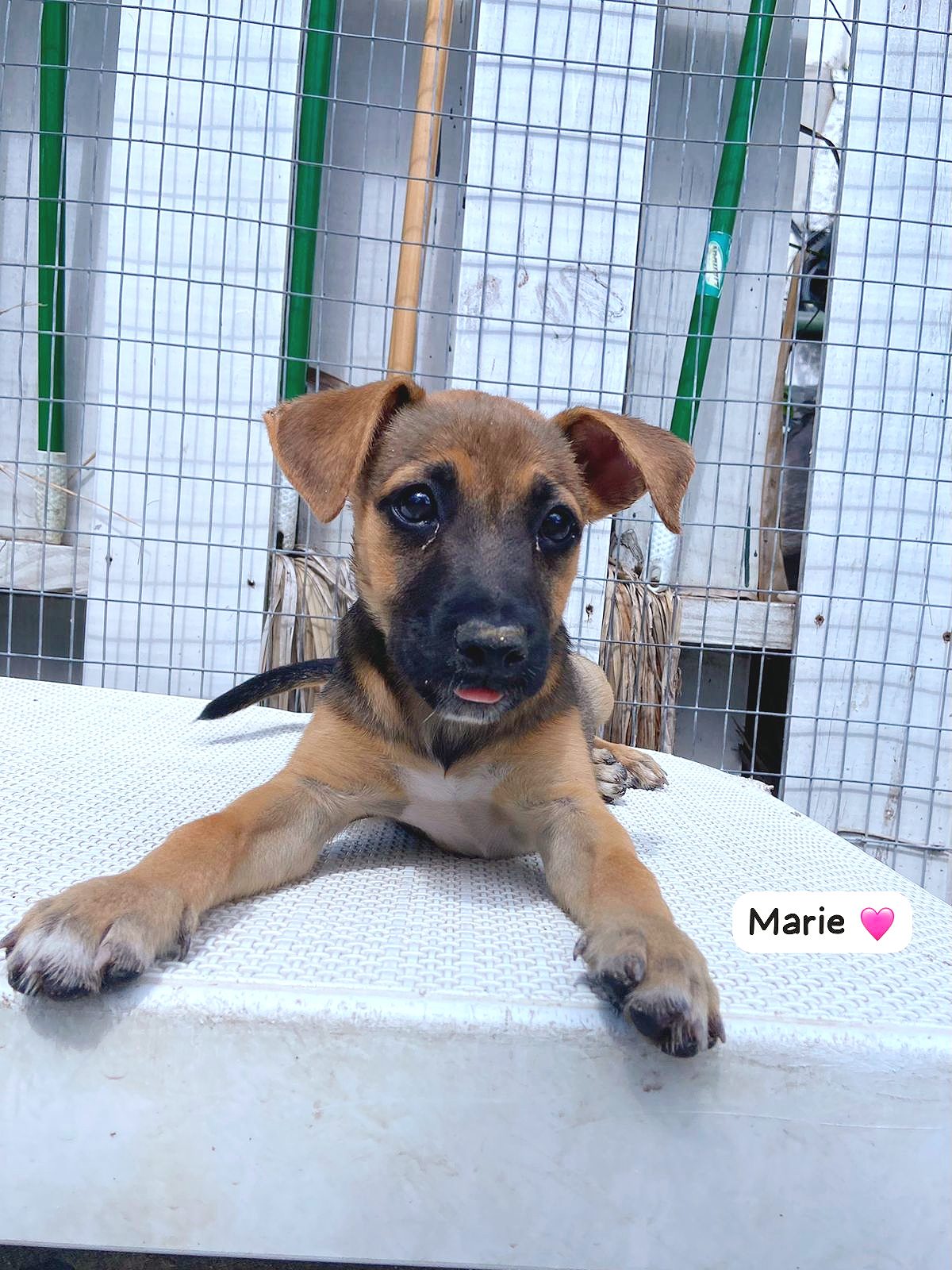 Photo of Marie