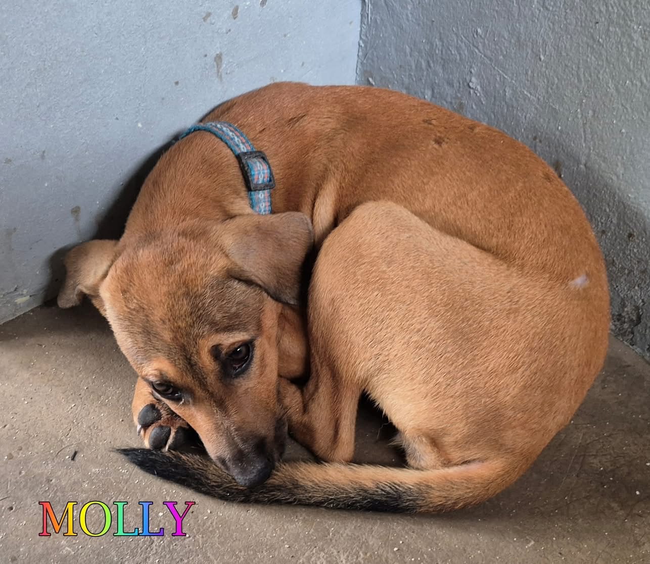 Photo of Molly